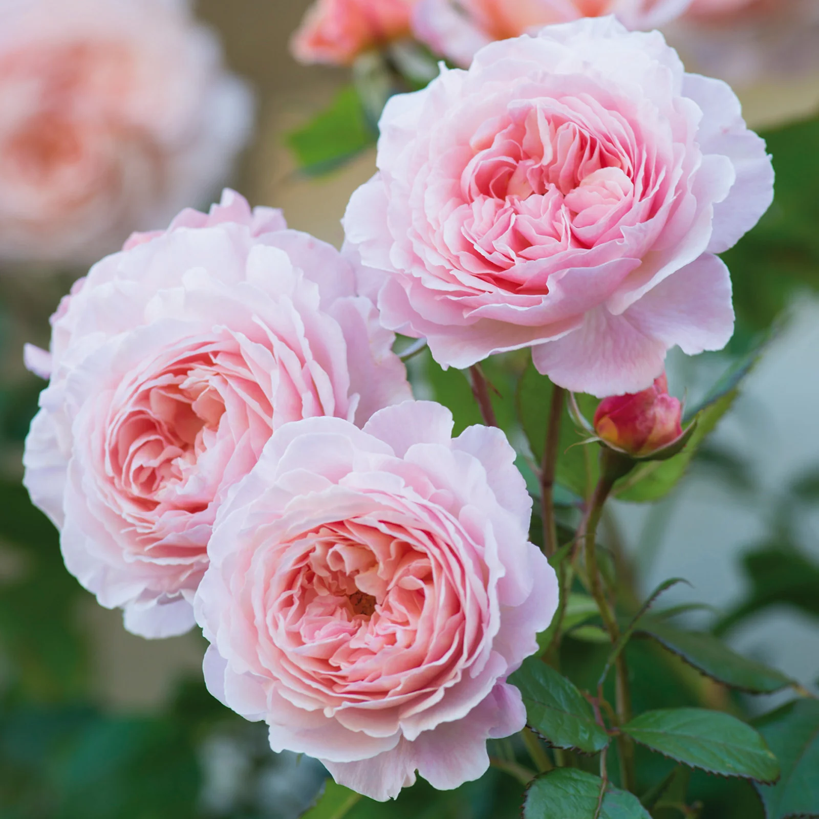 A Shropshire Lad - Image 4