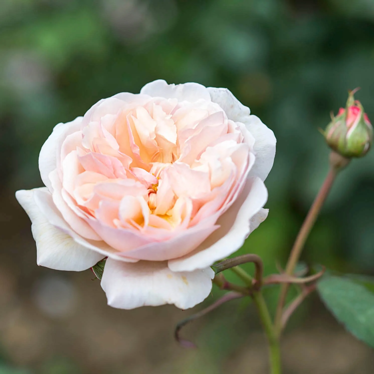 A Shropshire Lad - Image 6