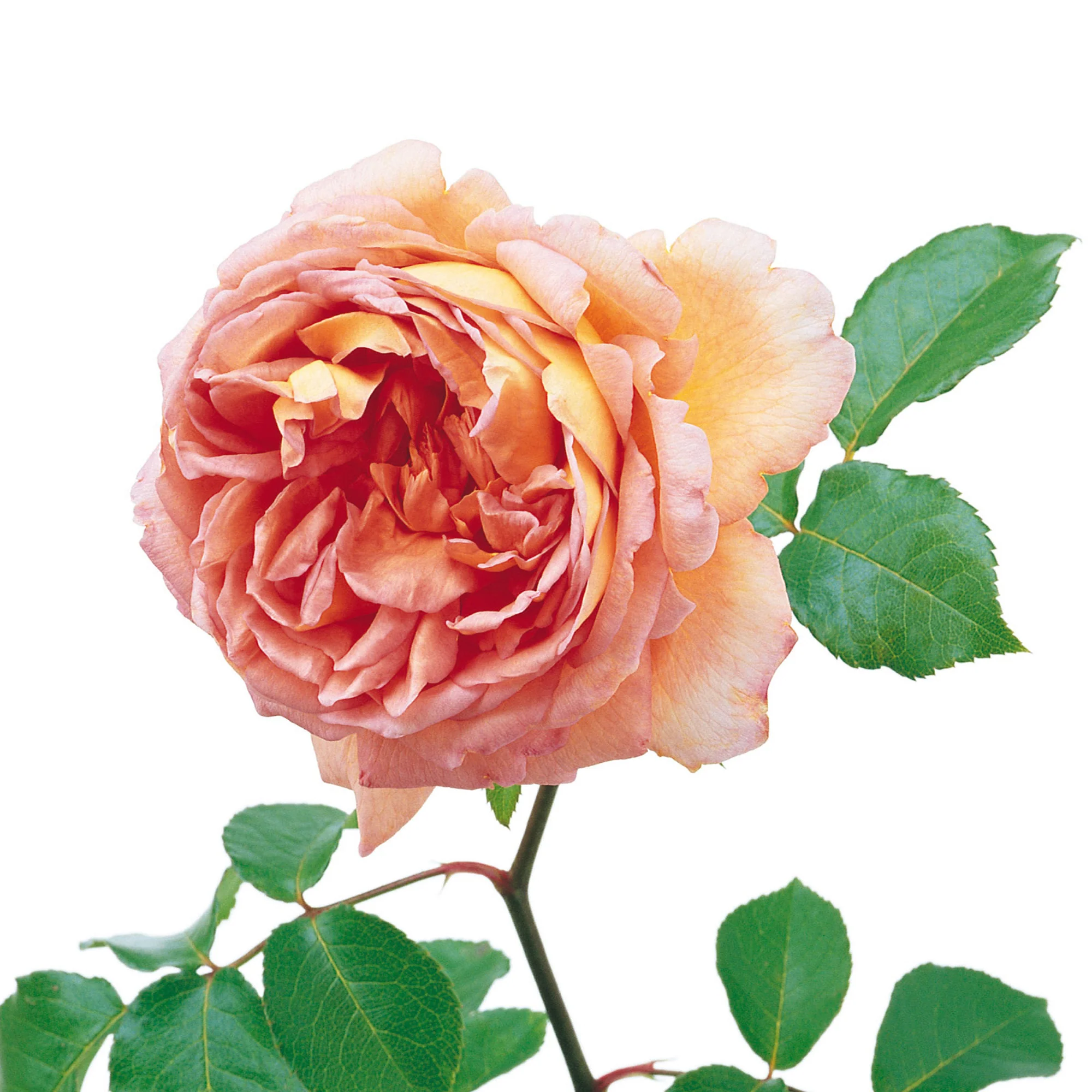 Abraham Darby® - Image 3