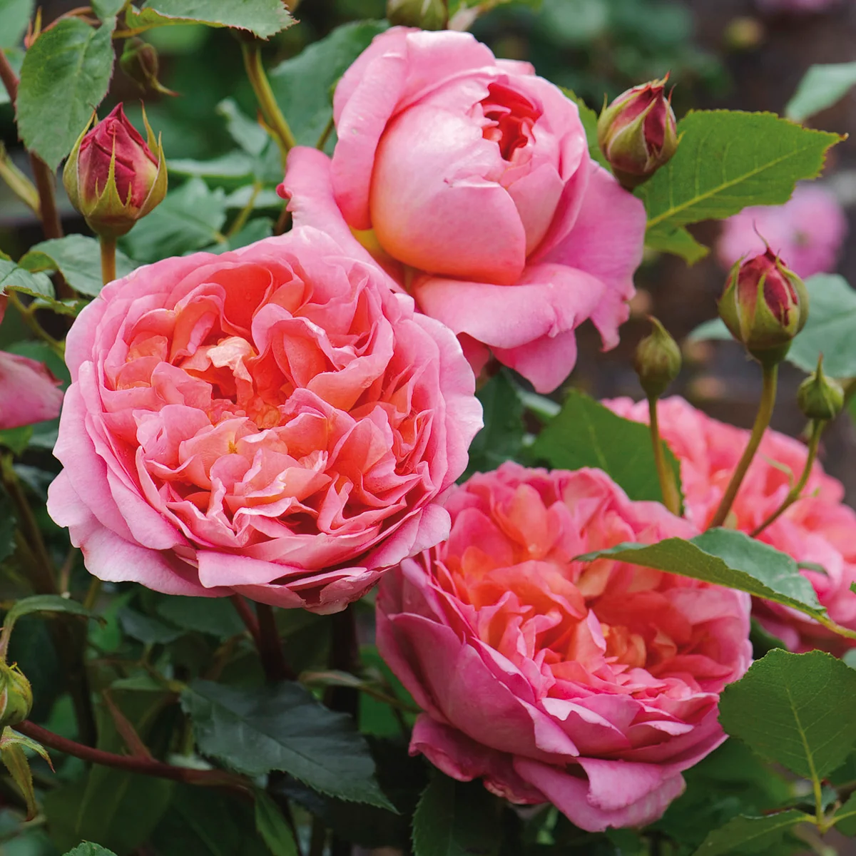 Boscobel® - Image 3