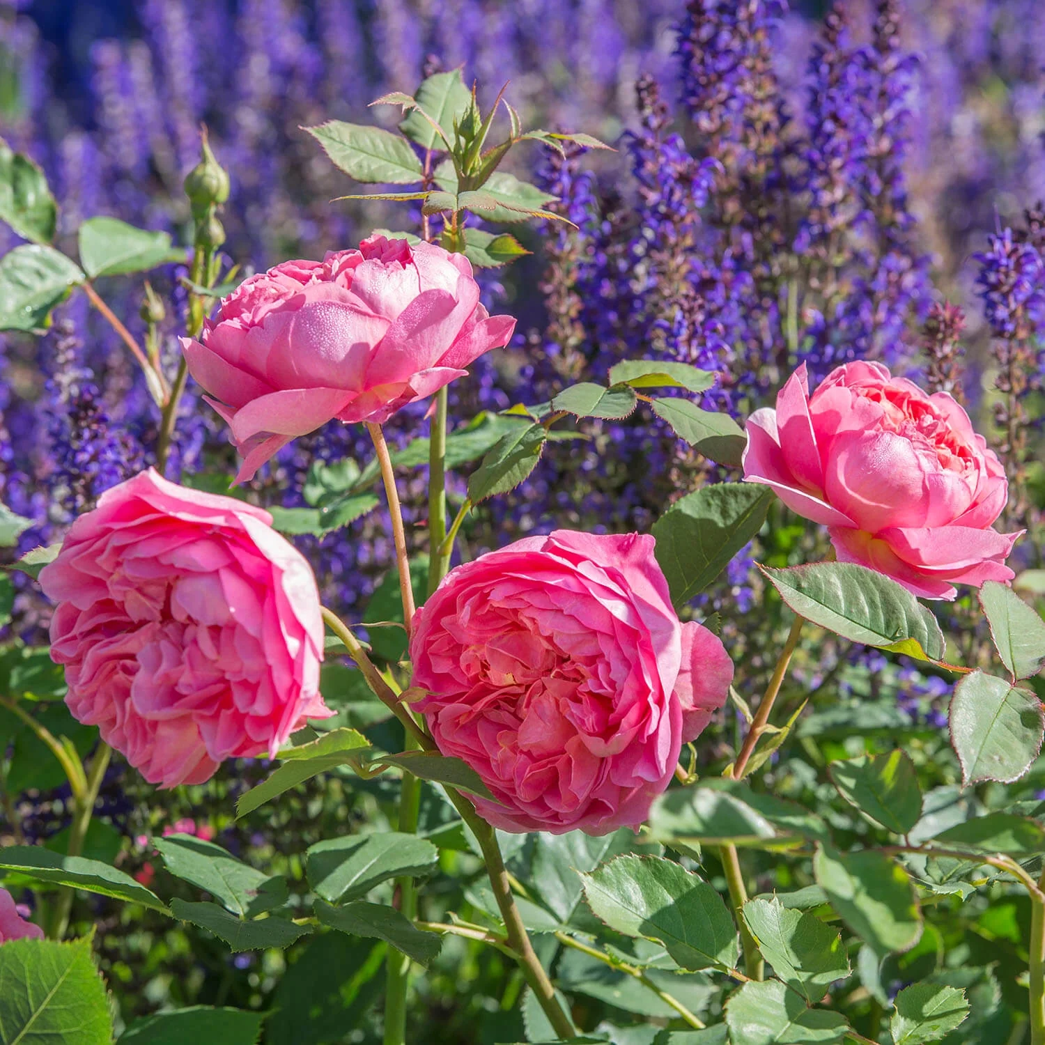 Boscobel® - Image 4