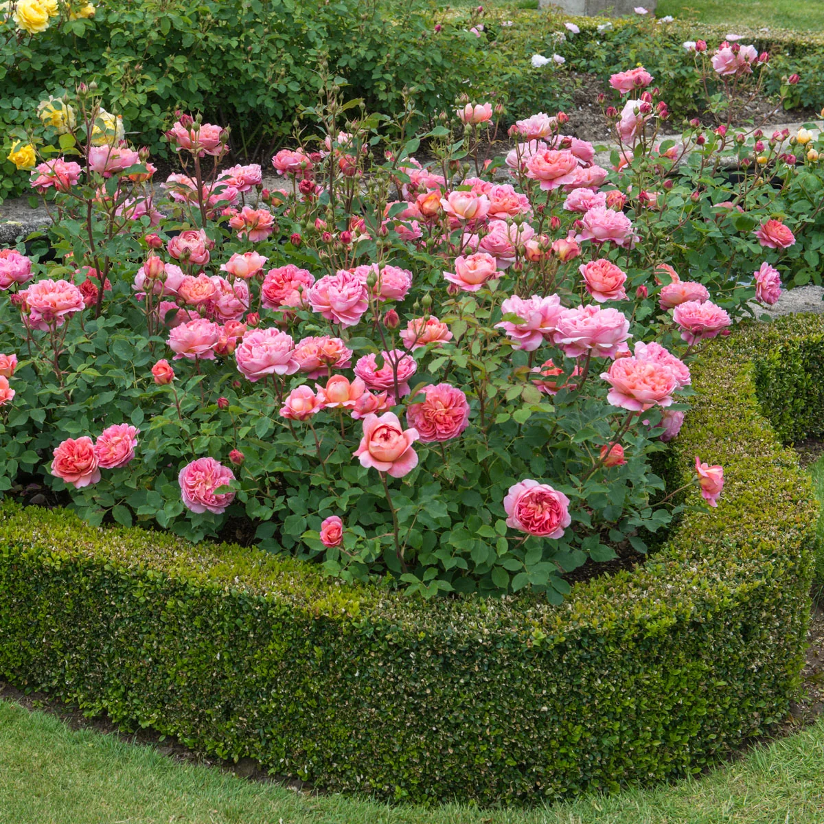 Boscobel® - Image 5