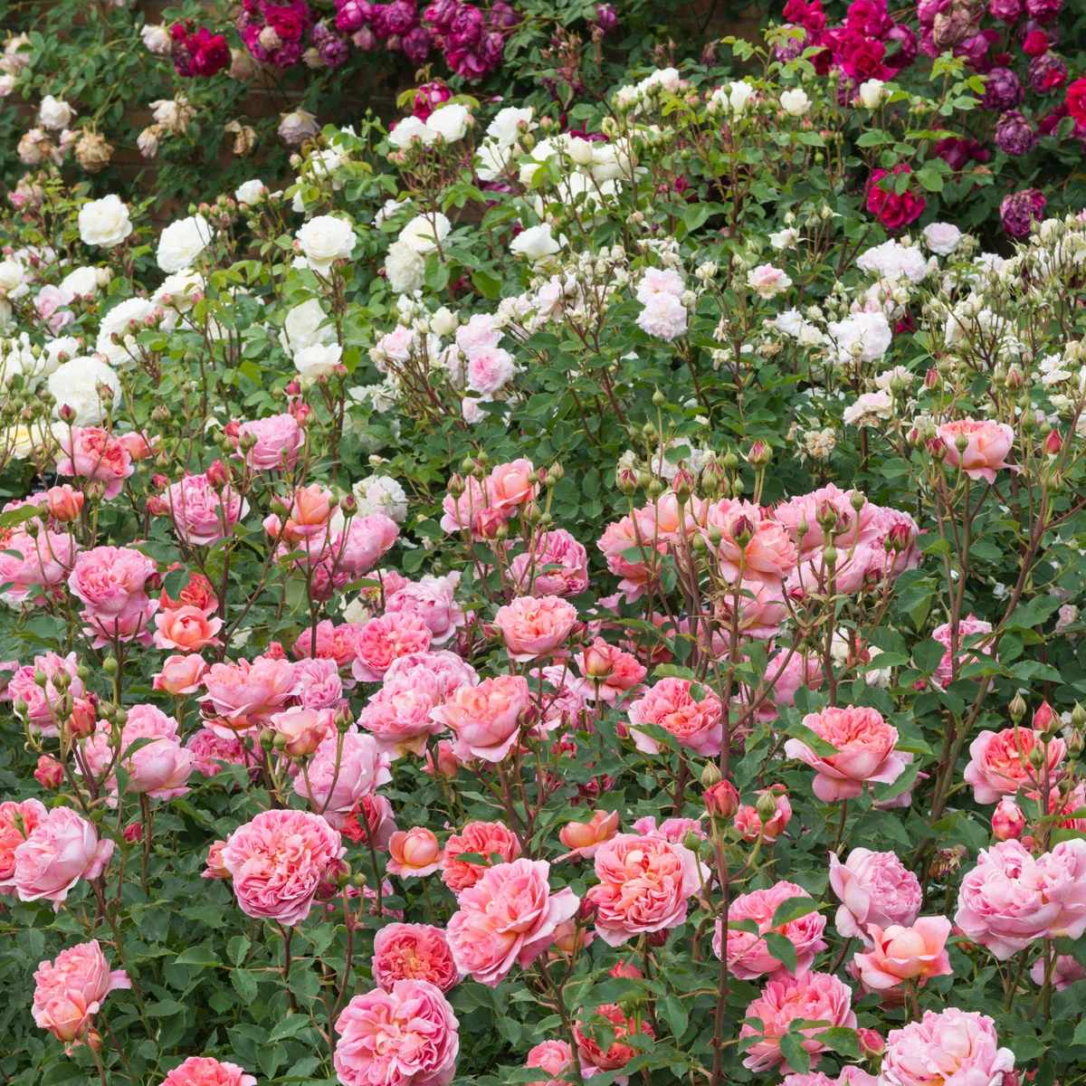 Boscobel® - Image 7
