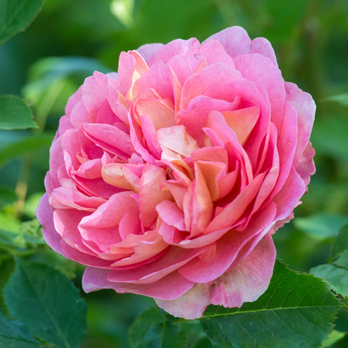 Boscobel® - Image 8