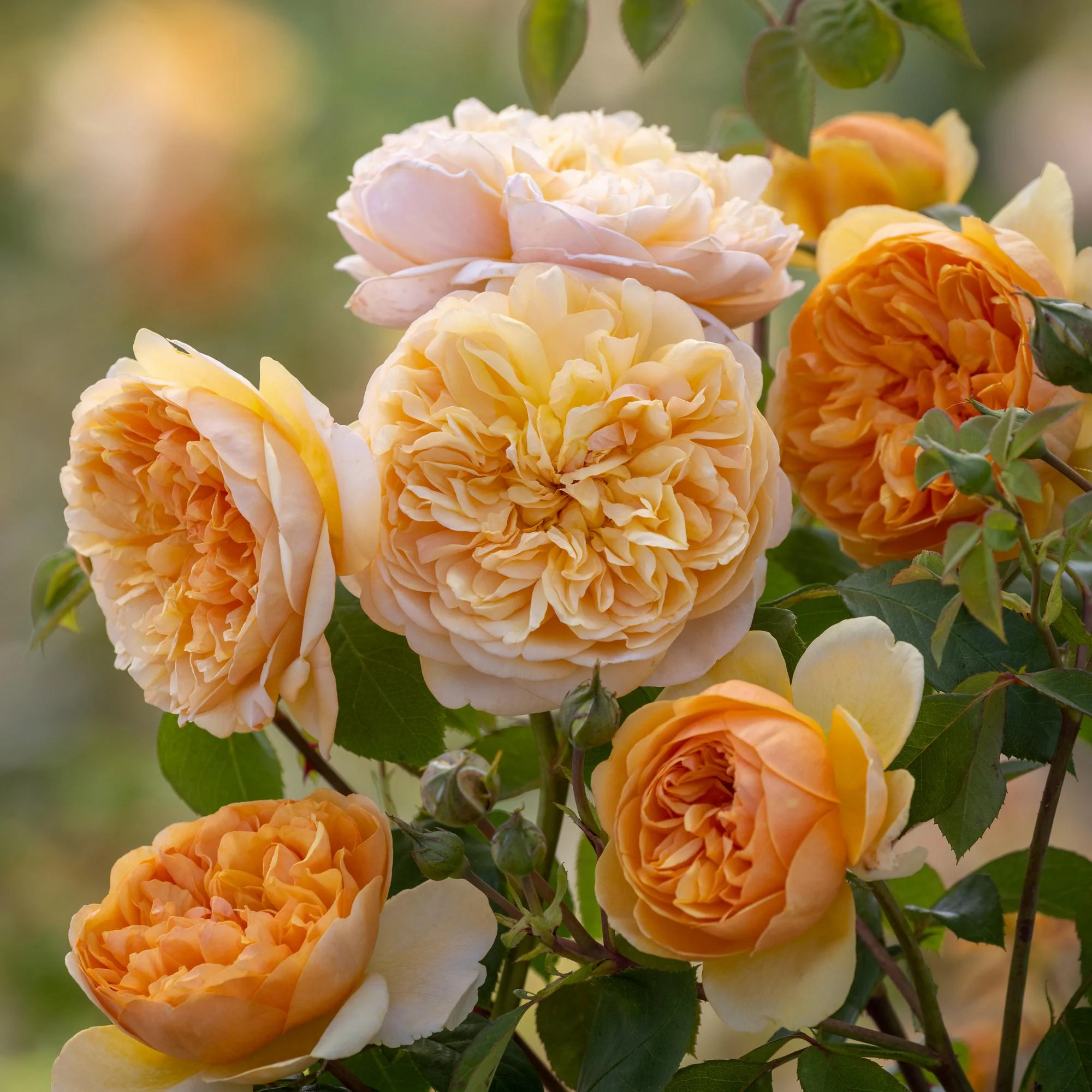 Bring Me Sunshine® - Image 4