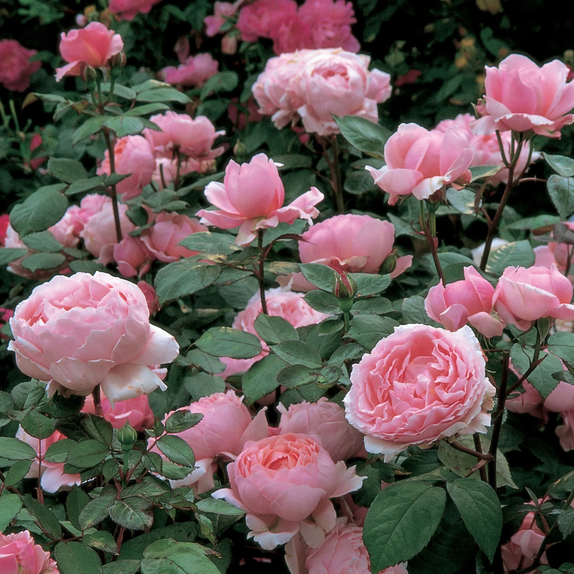 Brother Cadfael® - Image 3