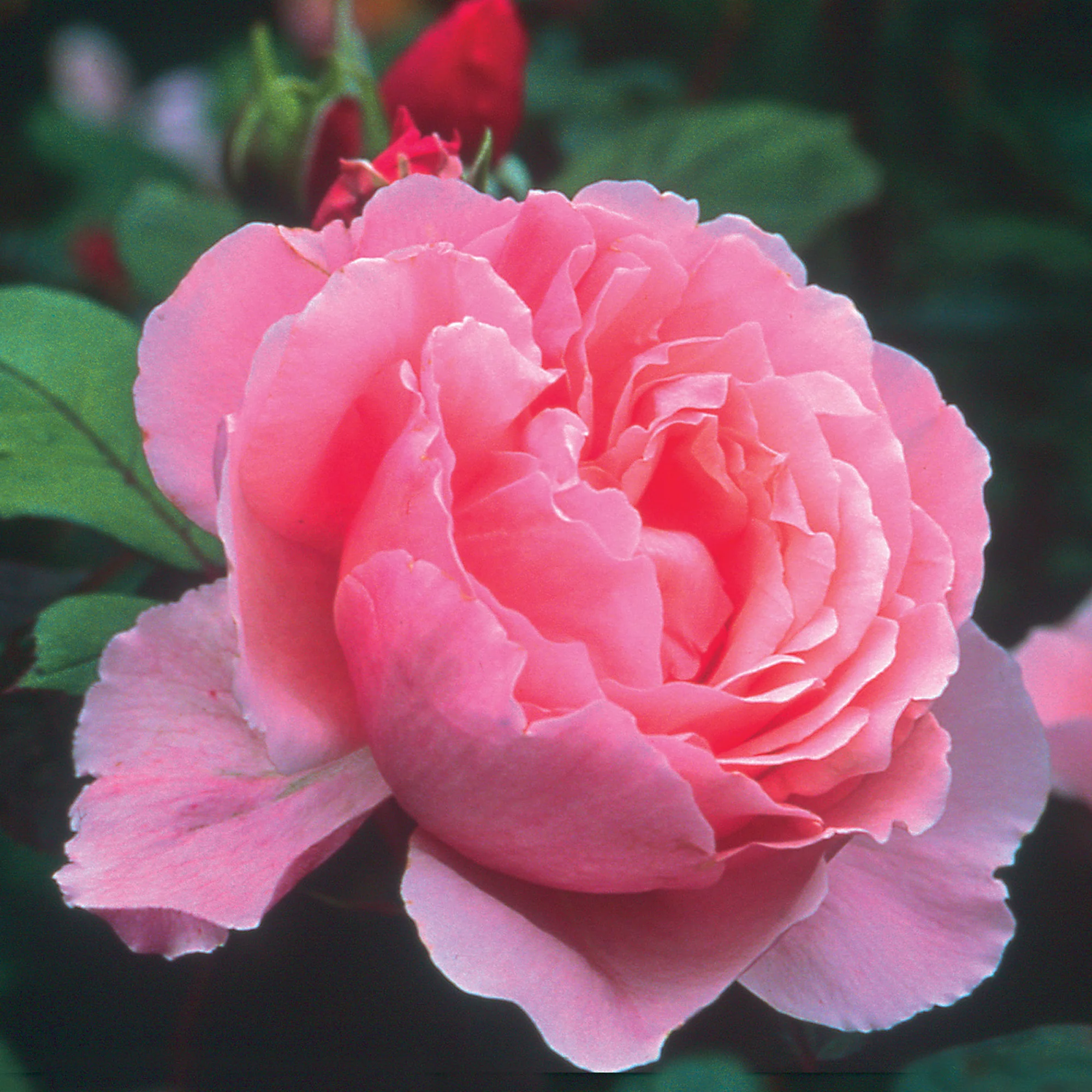 Brother Cadfael® - Image 4