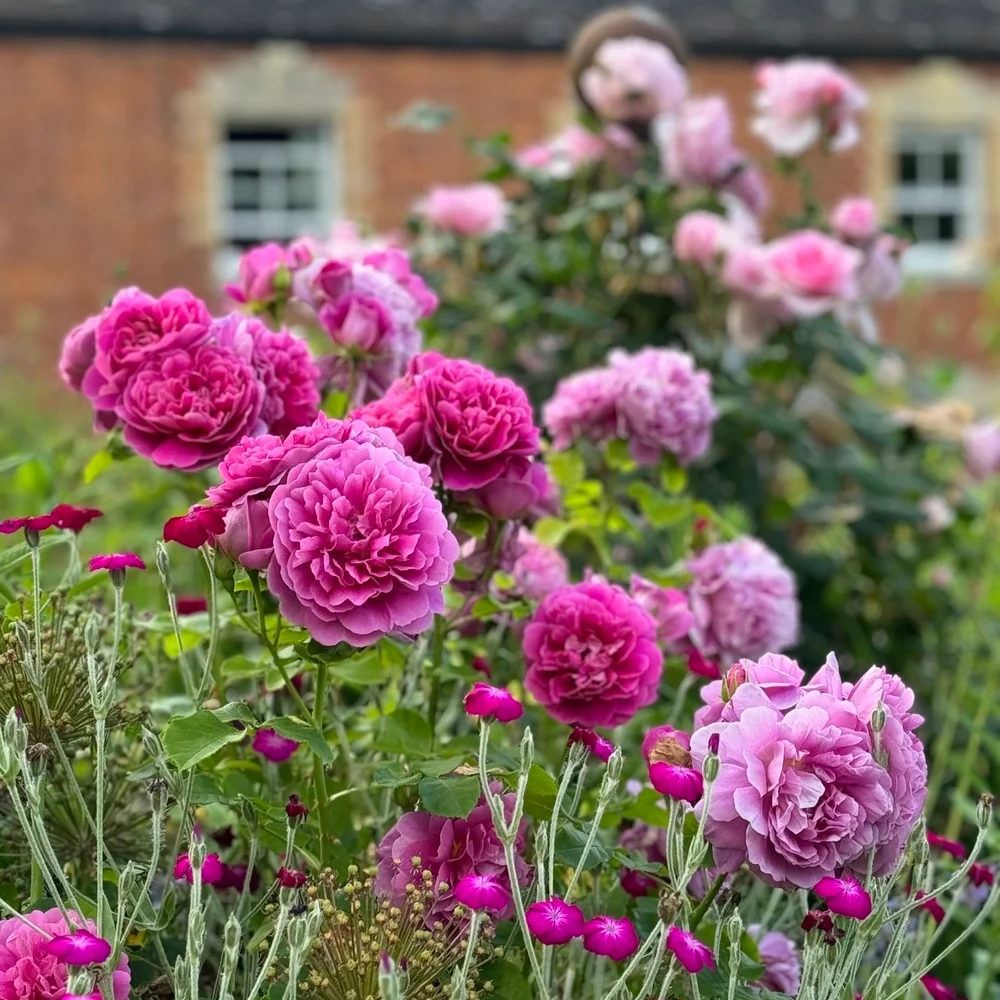 Container Gardening Bundle - Image 3