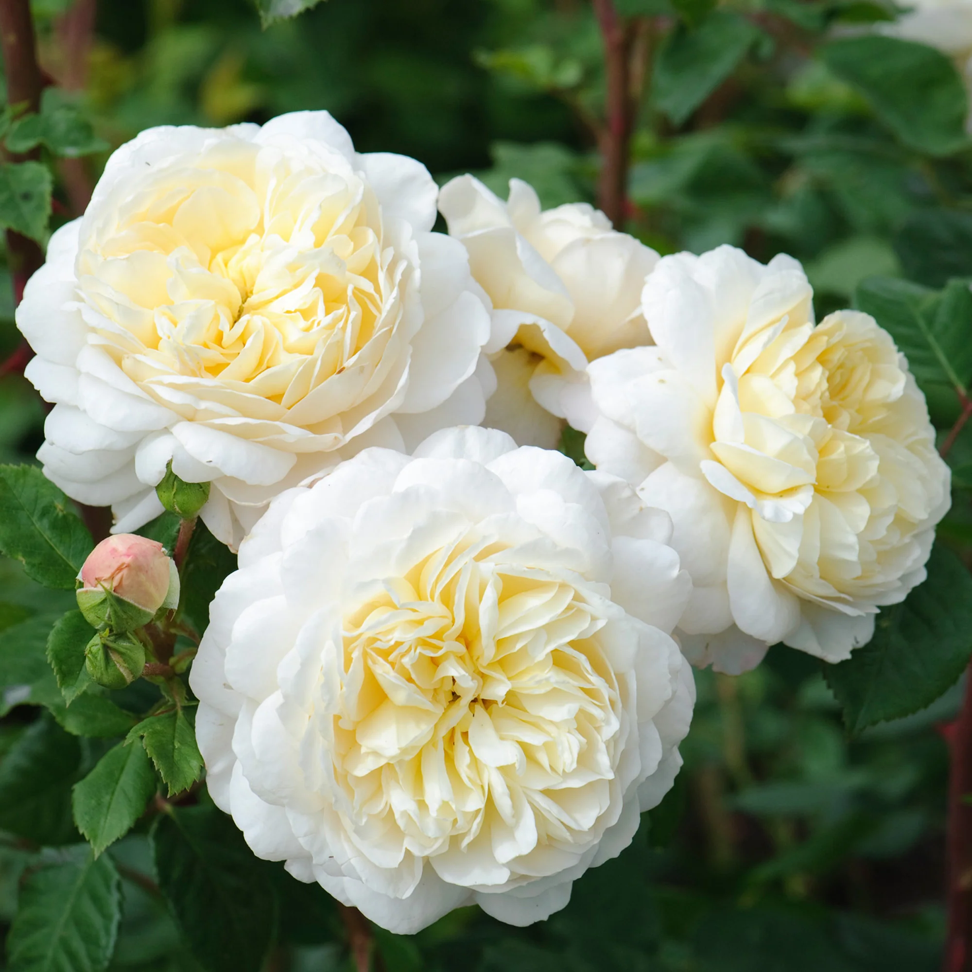 Crocus Rose - Image 4