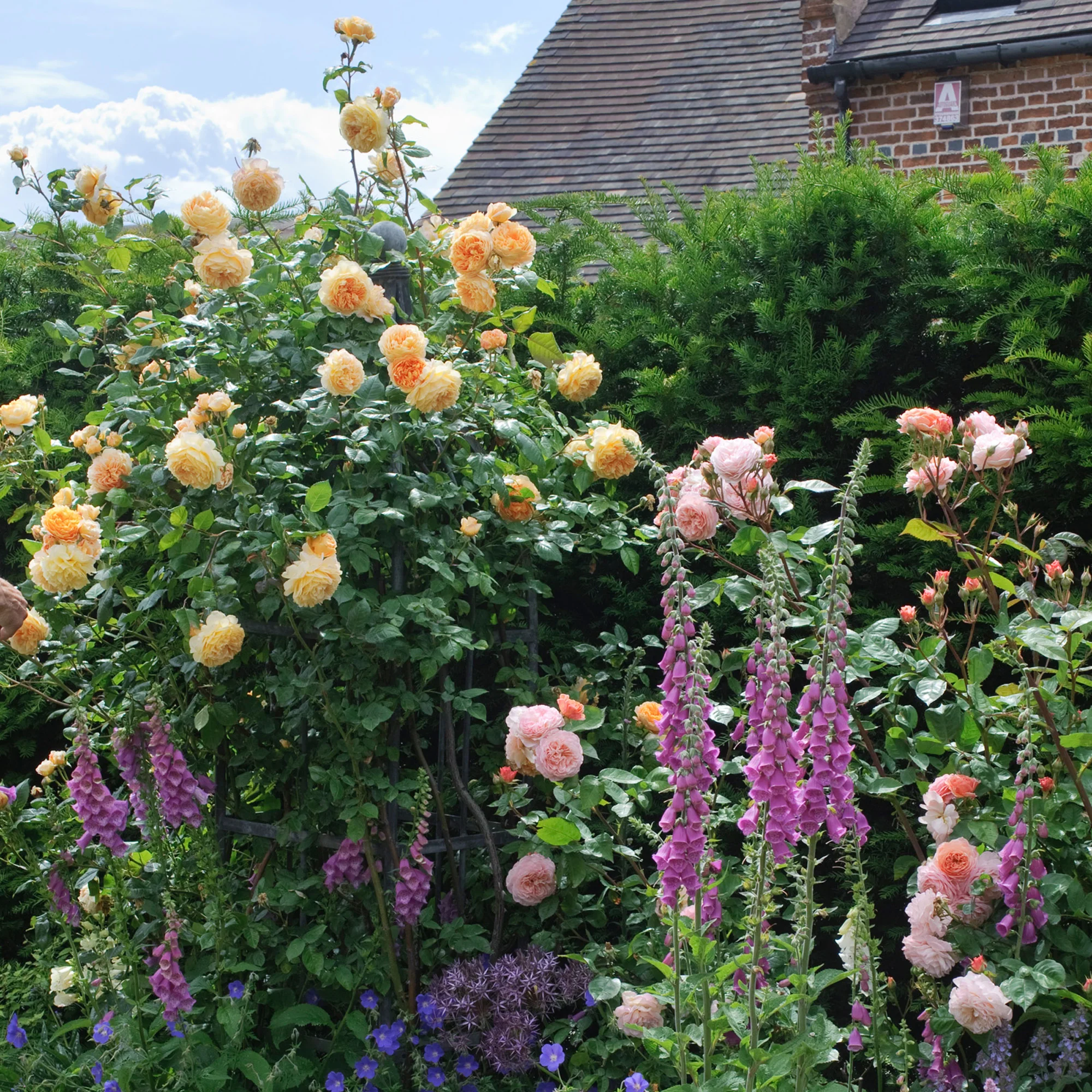 Crown Princess Margareta® - Image 3