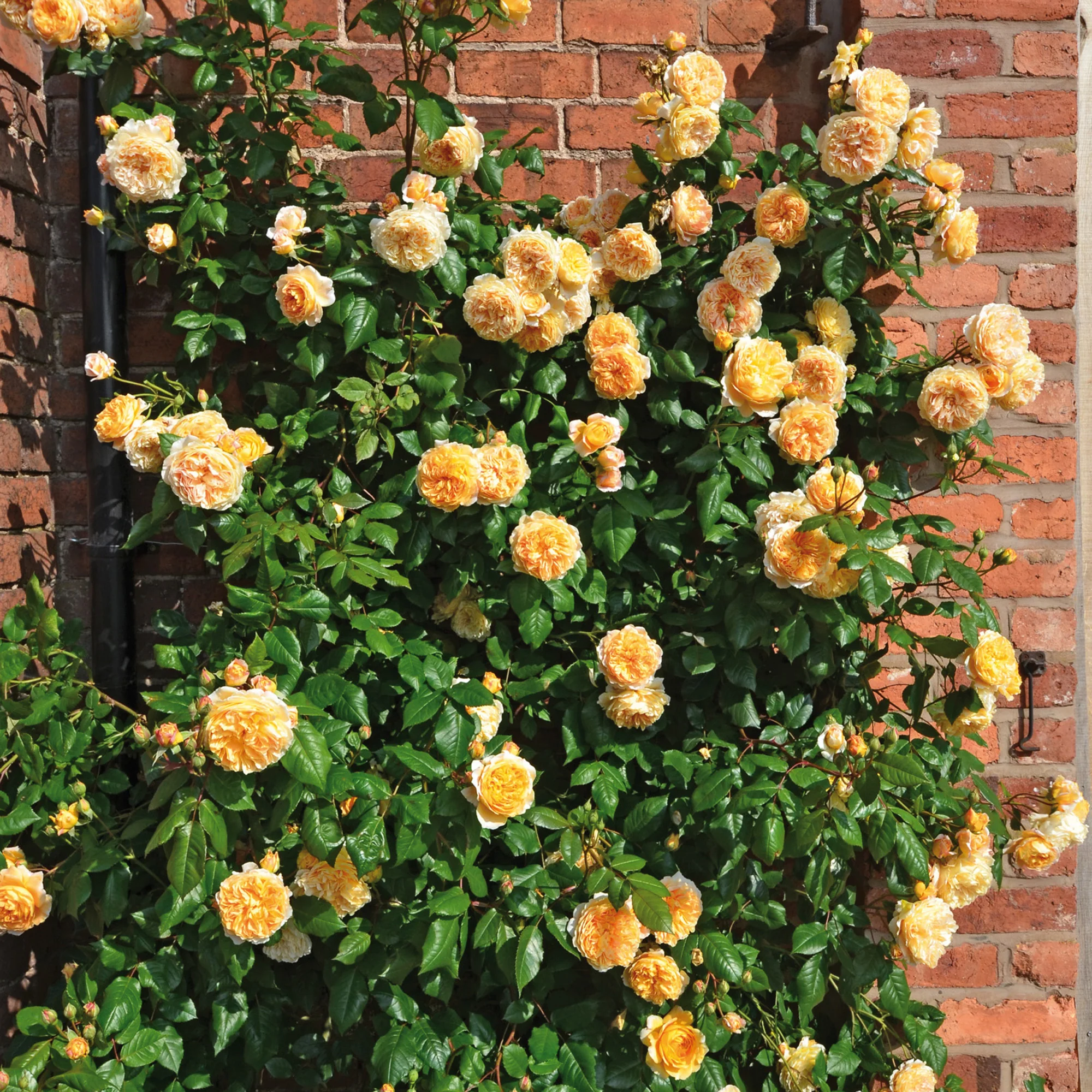 Crown Princess Margareta® - Image 4