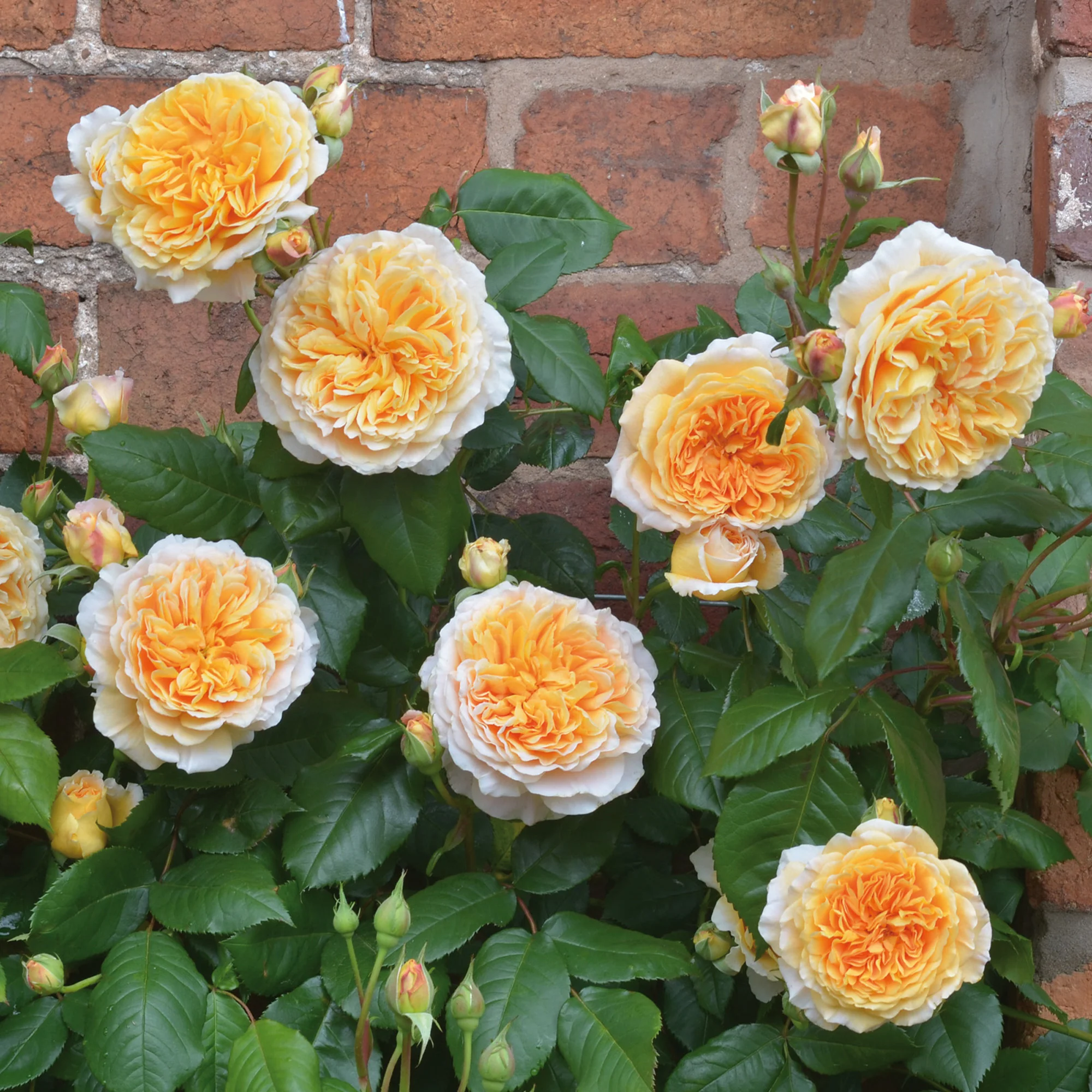 Crown Princess Margareta® - Image 5