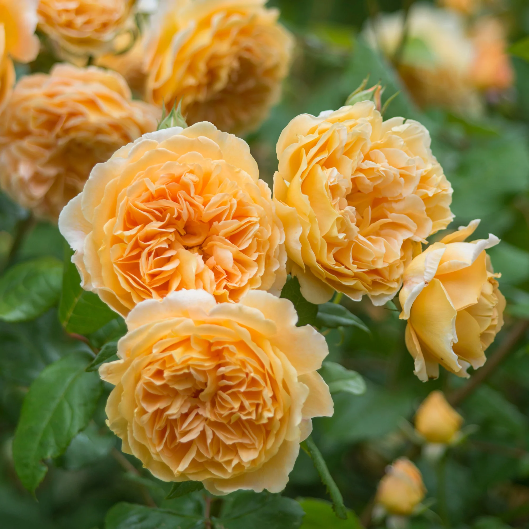 Crown Princess Margareta® - Image 6