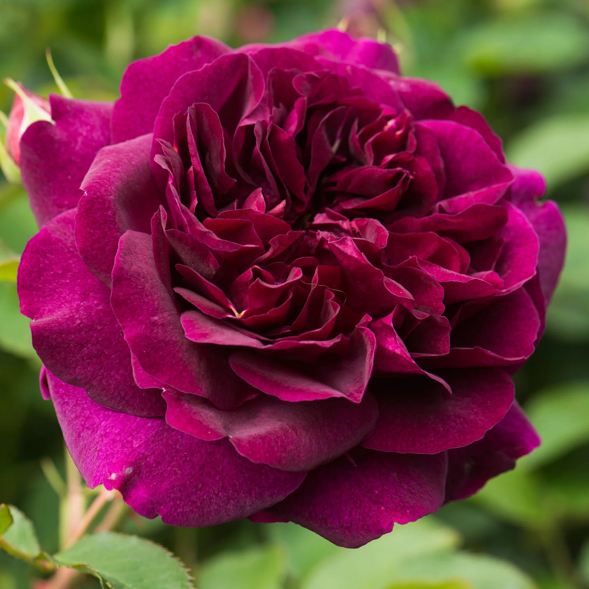 Darcey Bussell® - Image 15