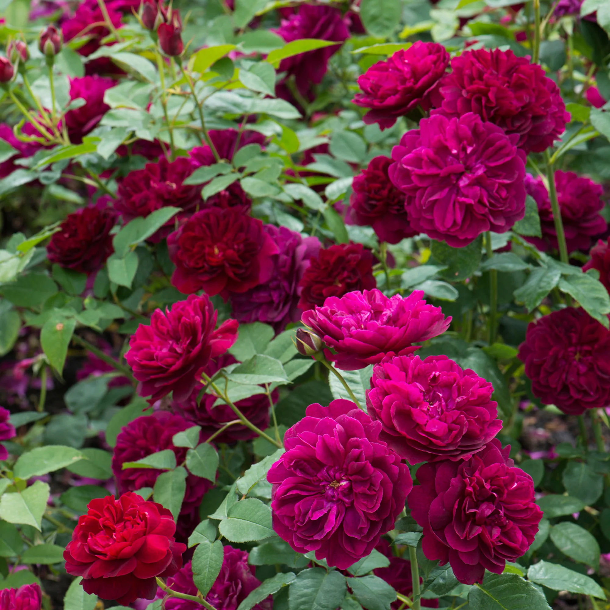 Darcey Bussell® - Image 18