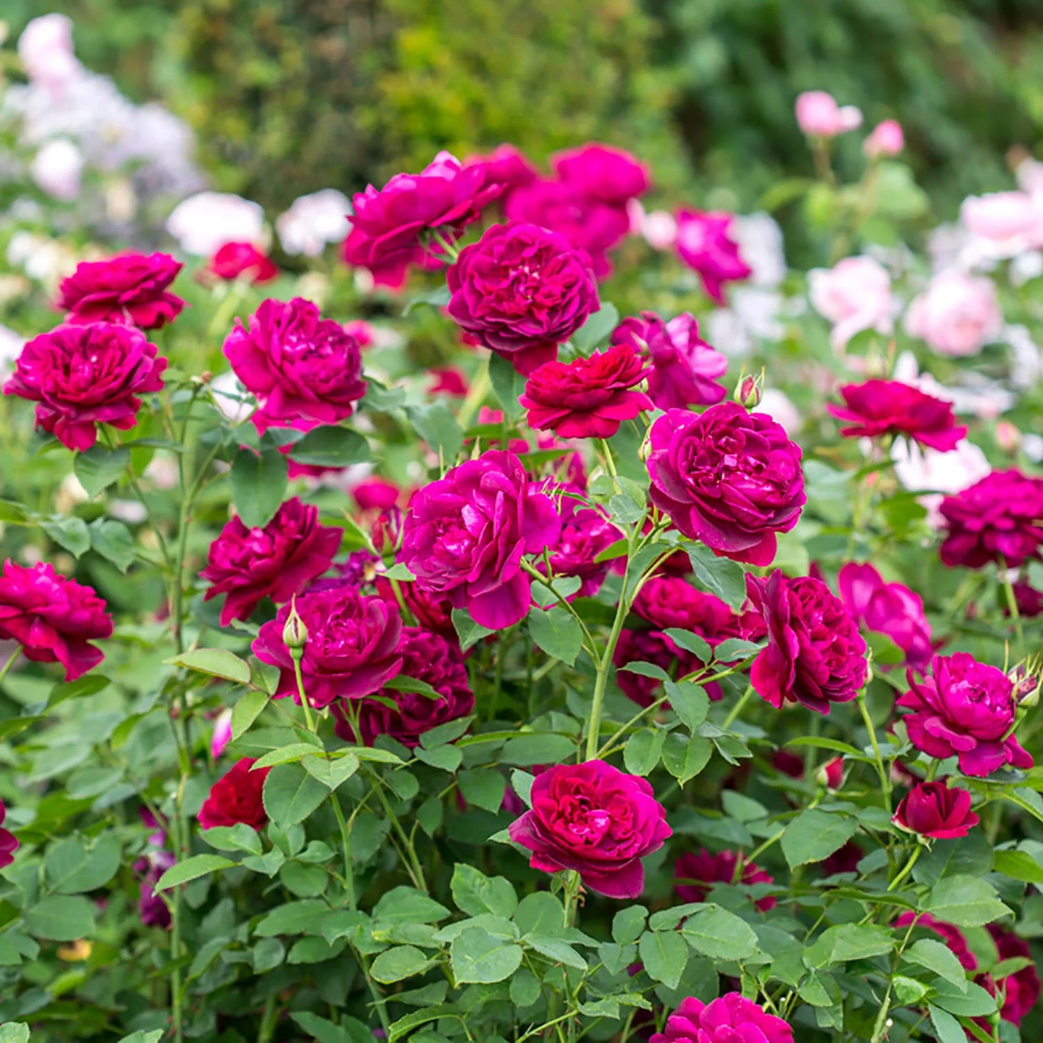 Darcey Bussell® - Image 3