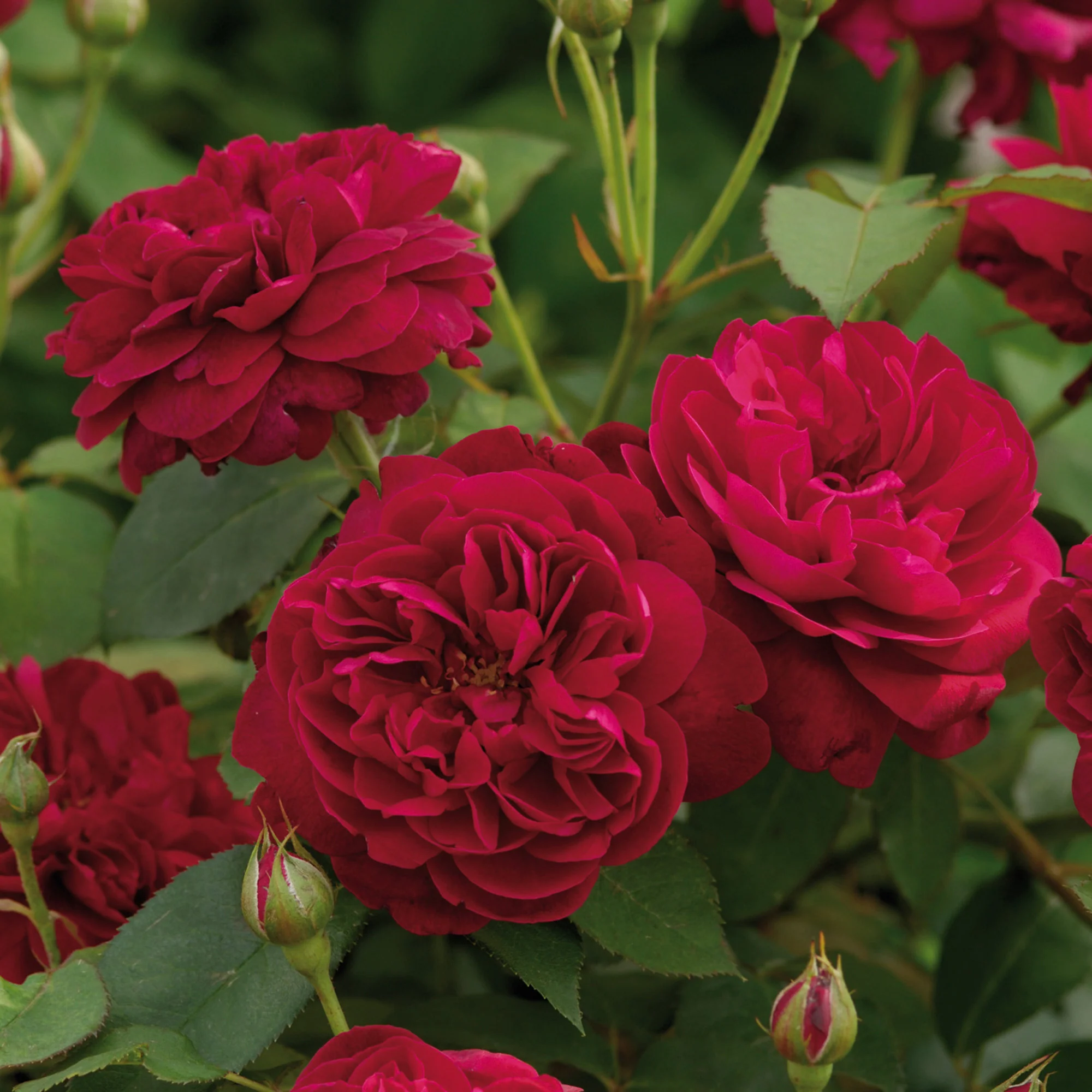 Darcey Bussell® - Image 9