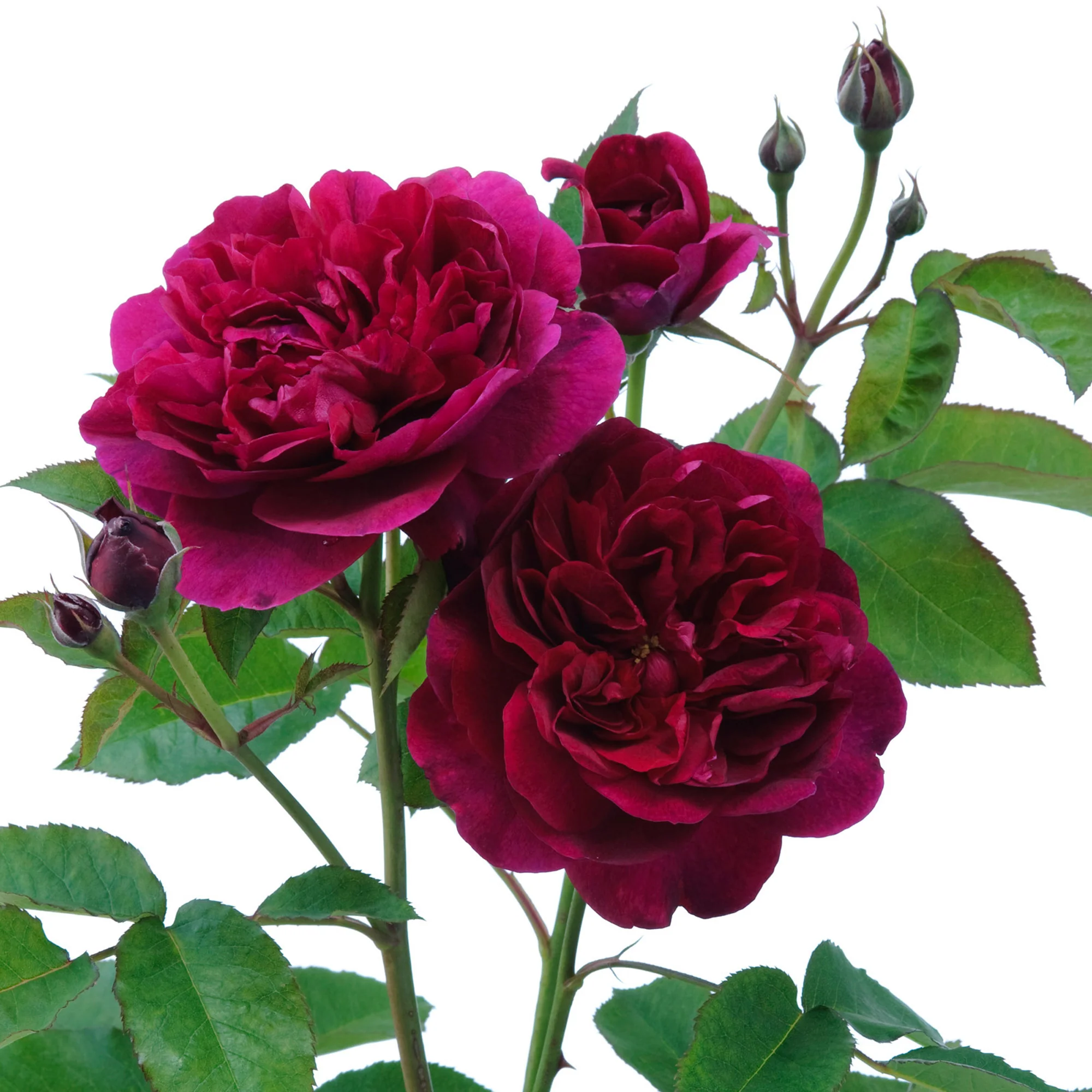 Darcey Bussell® - Image 4
