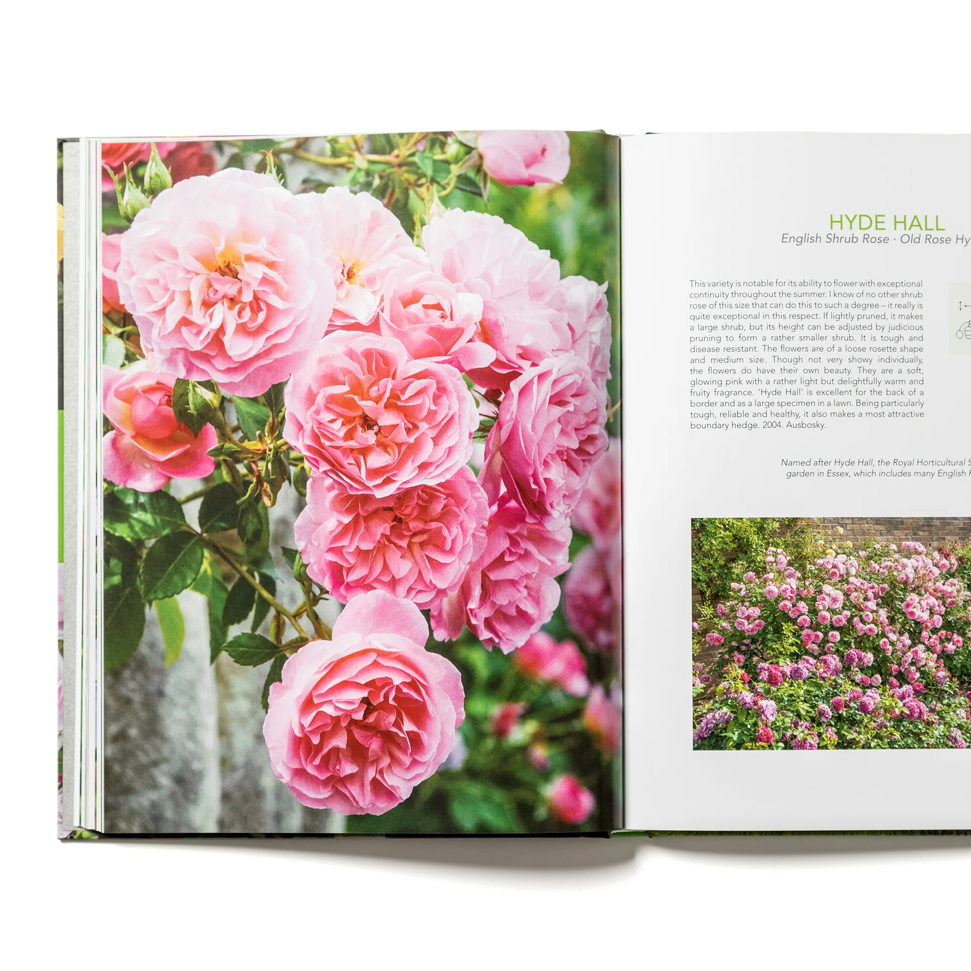David Austin's English Roses - Image 3