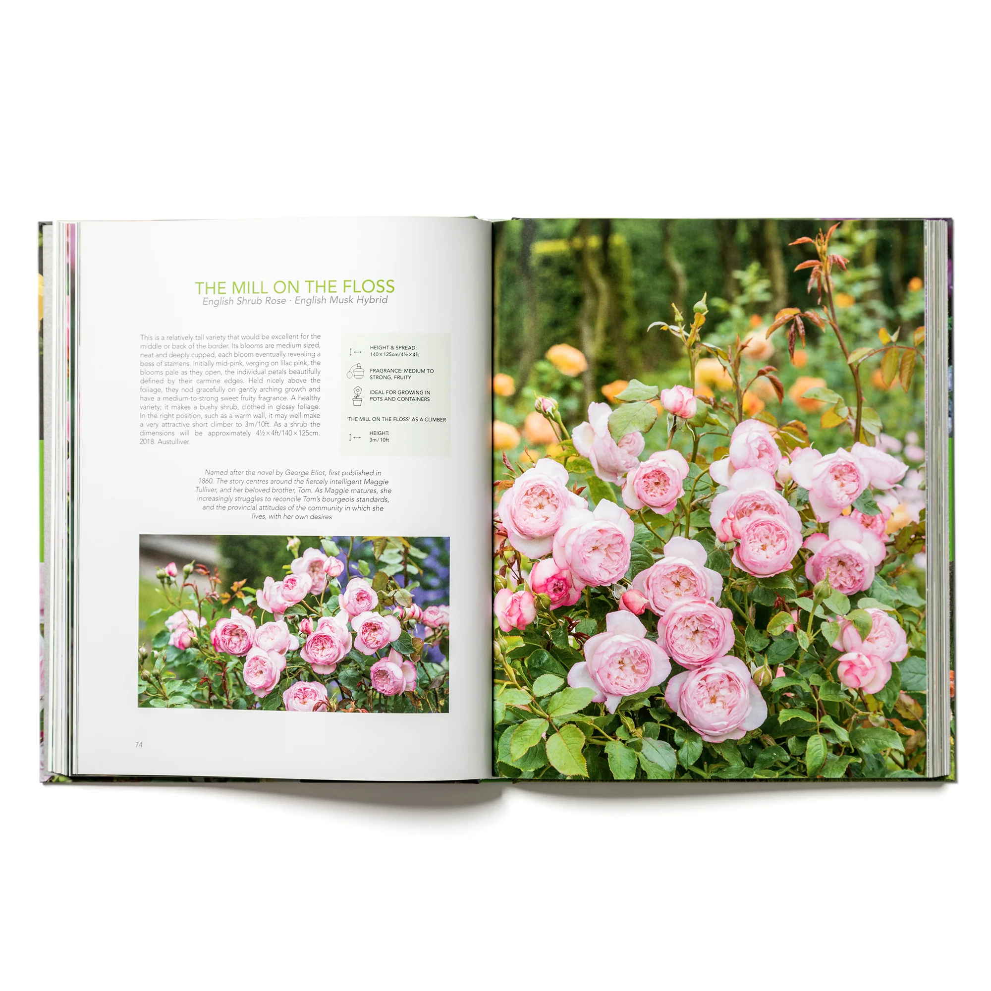 David Austin's English Roses - Image 4