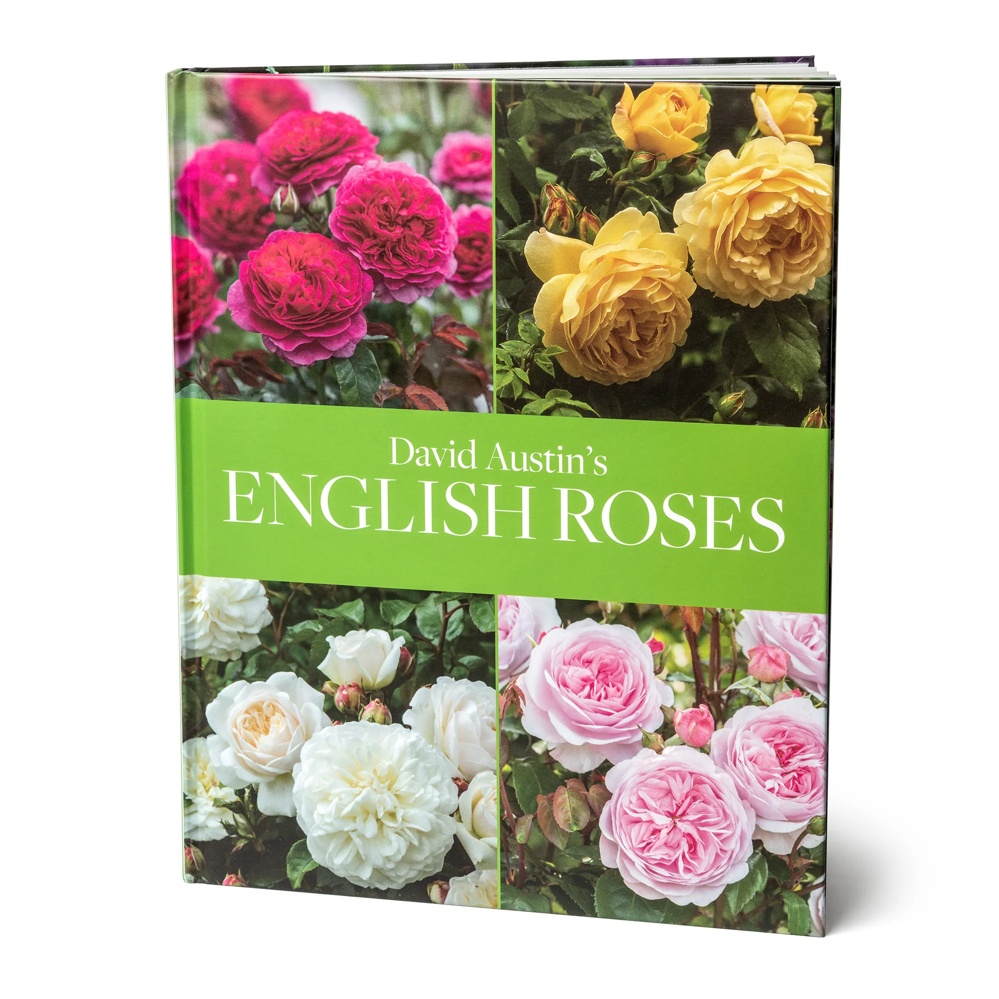 David Austin's English Roses - Image 5