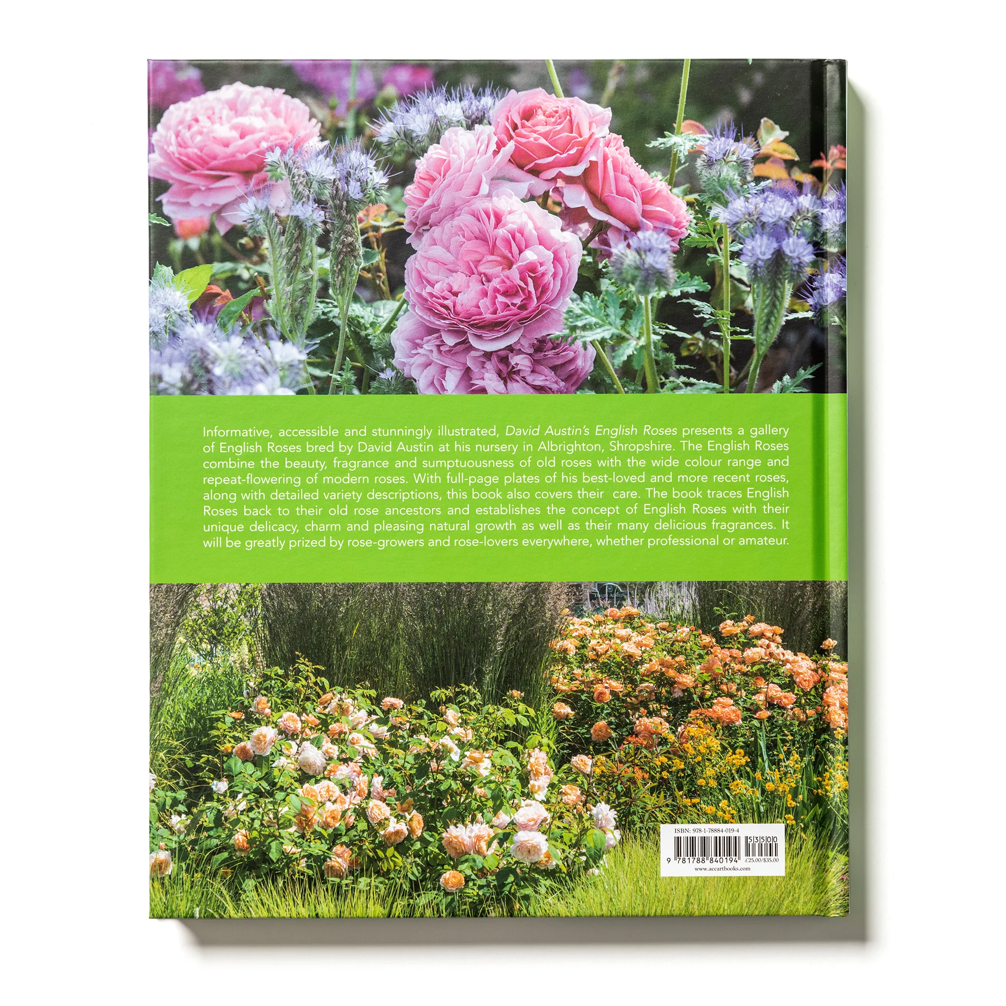 David Austin's English Roses - Image 6