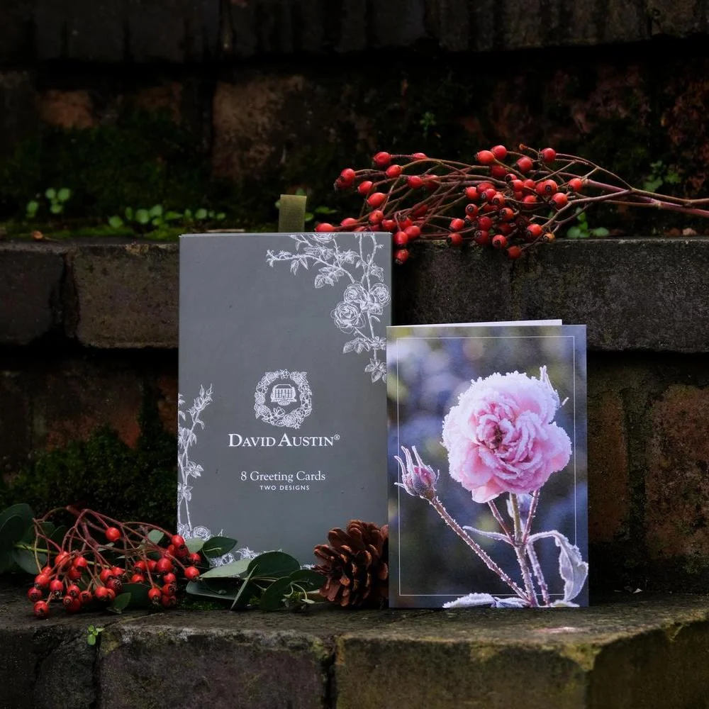 David Austin Winter Greeting Cards - Image 2