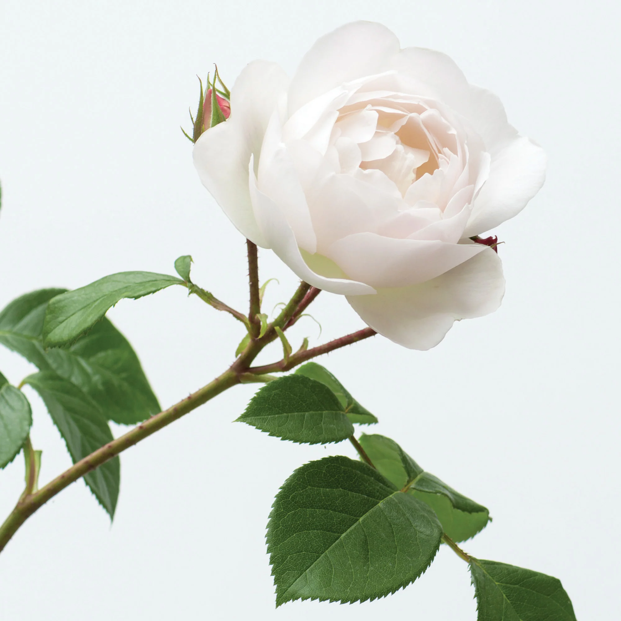 Desdemona® - Image 4