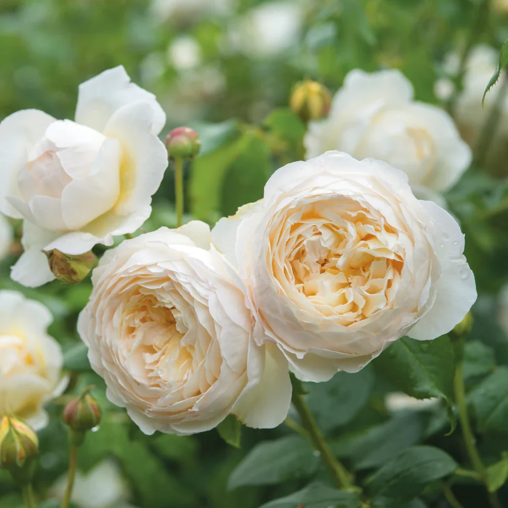 Elegant Whites Bundle - Image 3