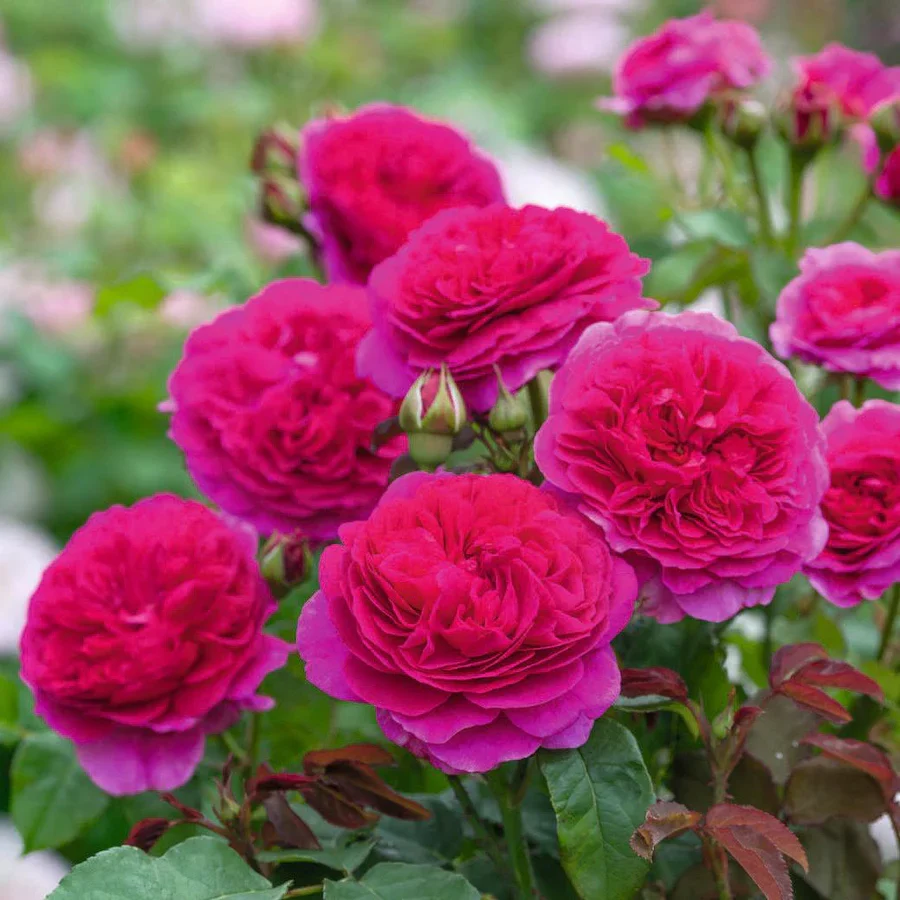 English Rose Hedge Bundle - Image 3