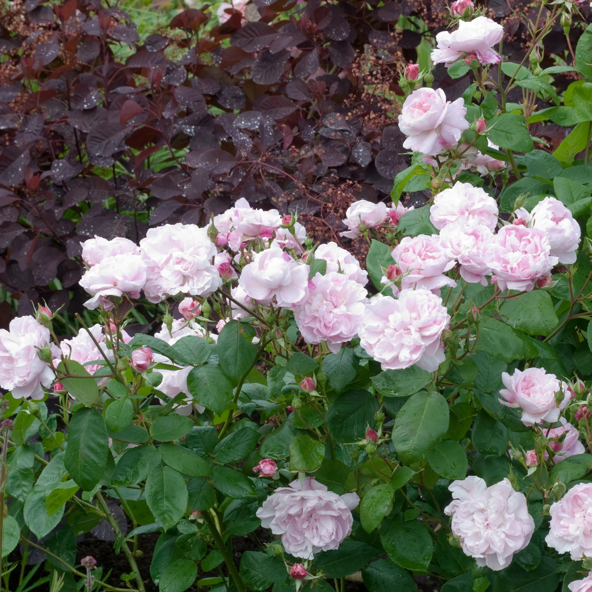 Fantin Latour - Image 3