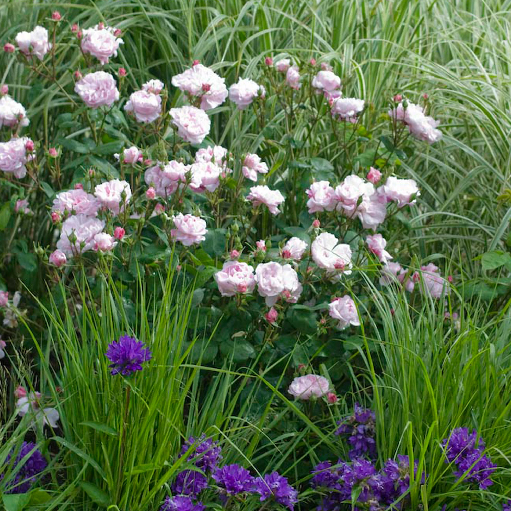 Fantin Latour - Image 4