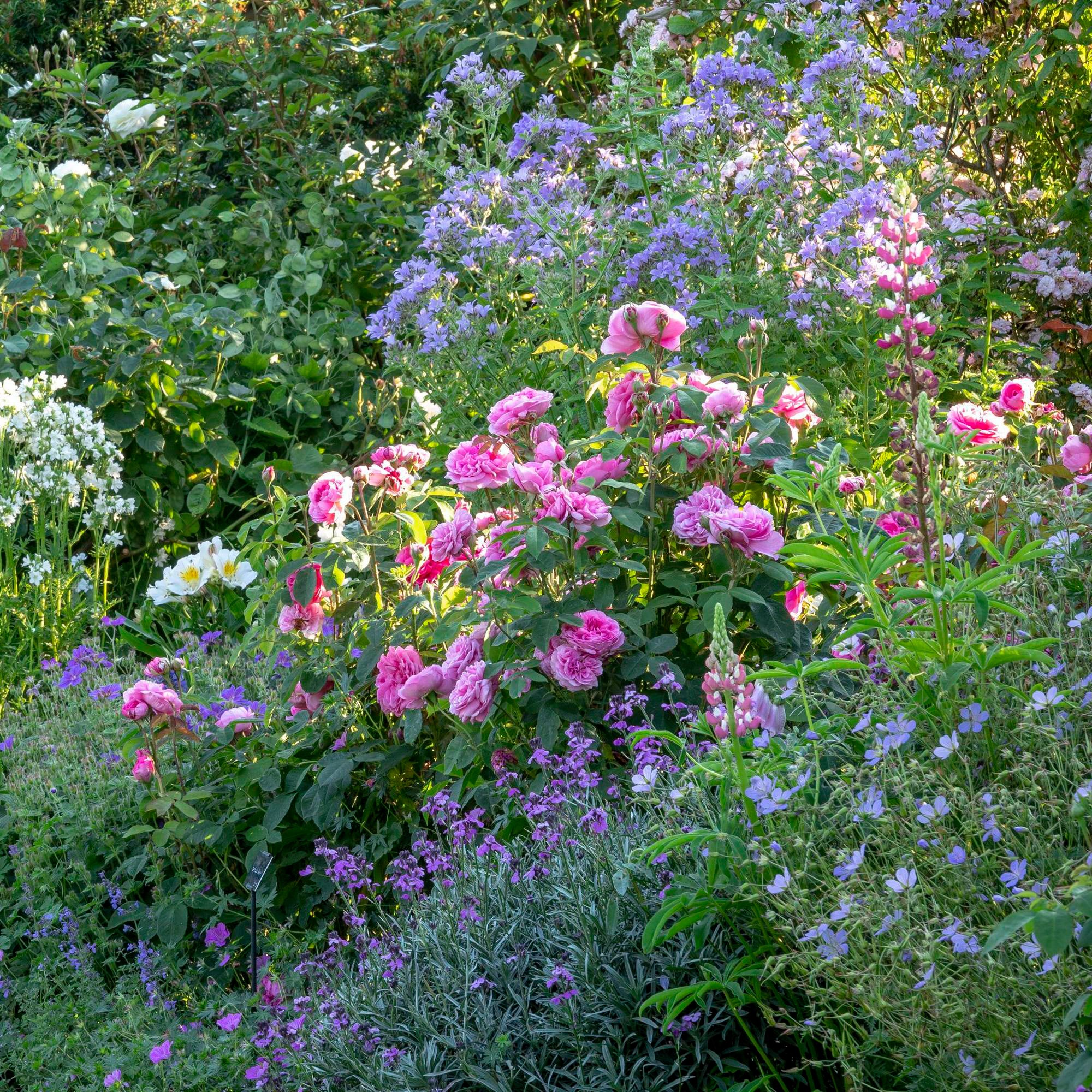 Gertrude Jekyll® - Image 3