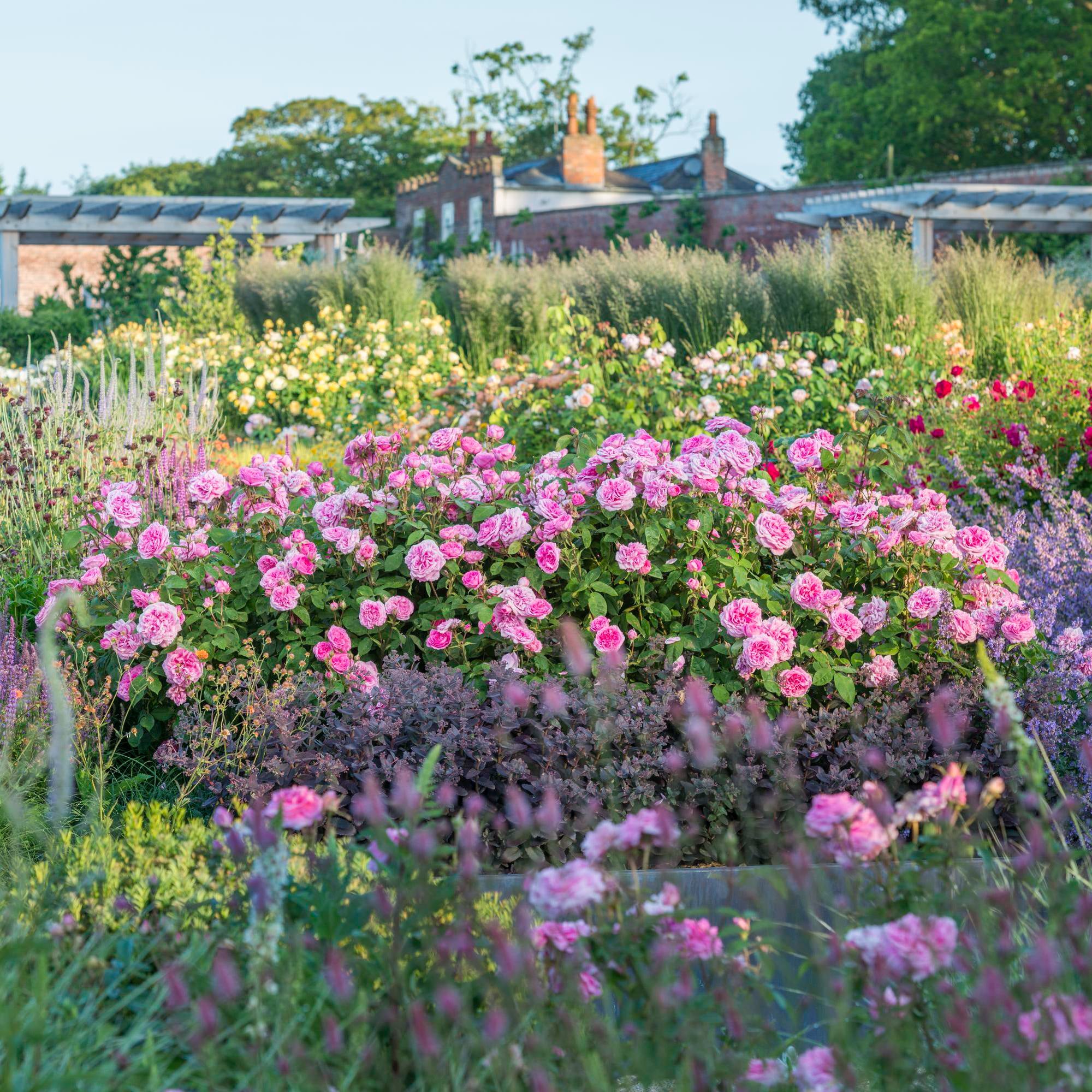 Gertrude Jekyll® - Image 5