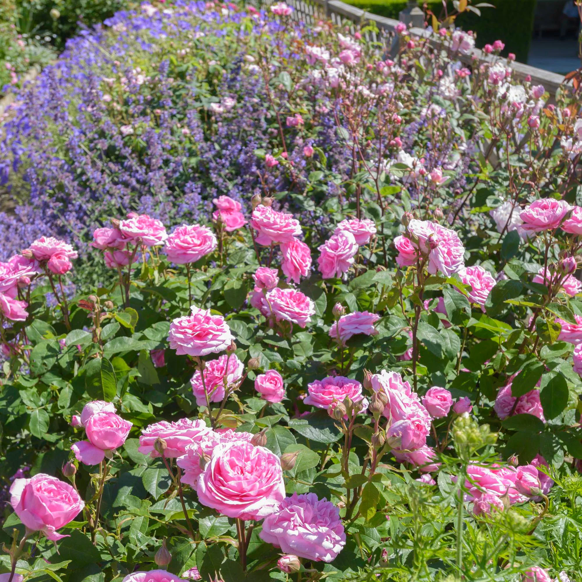 Gertrude Jekyll® - Image 7