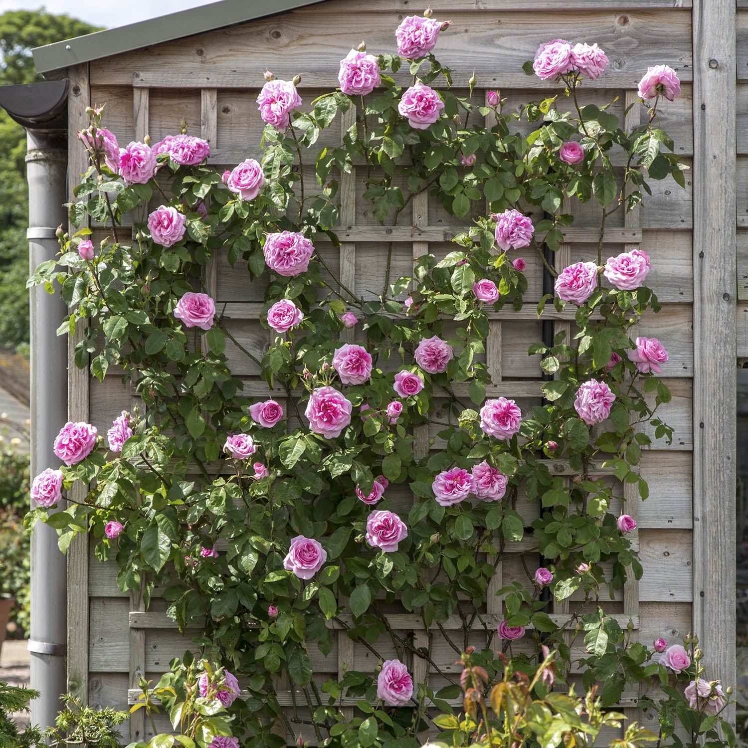 Gertrude Jekyll® - Image 6