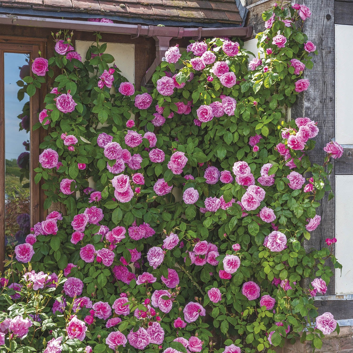 Gertrude Jekyll® - Image 8