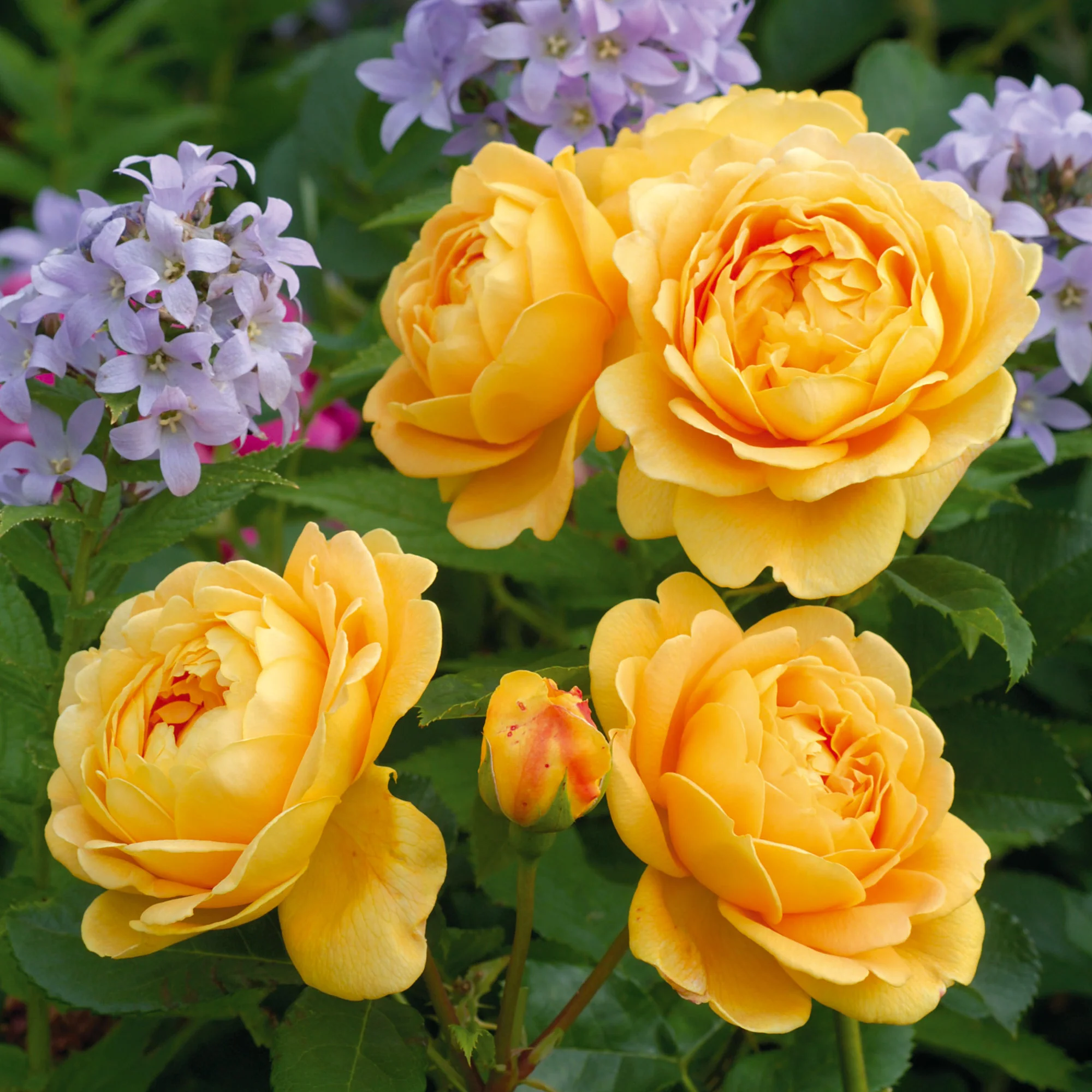 Golden Celebration® - Image 4