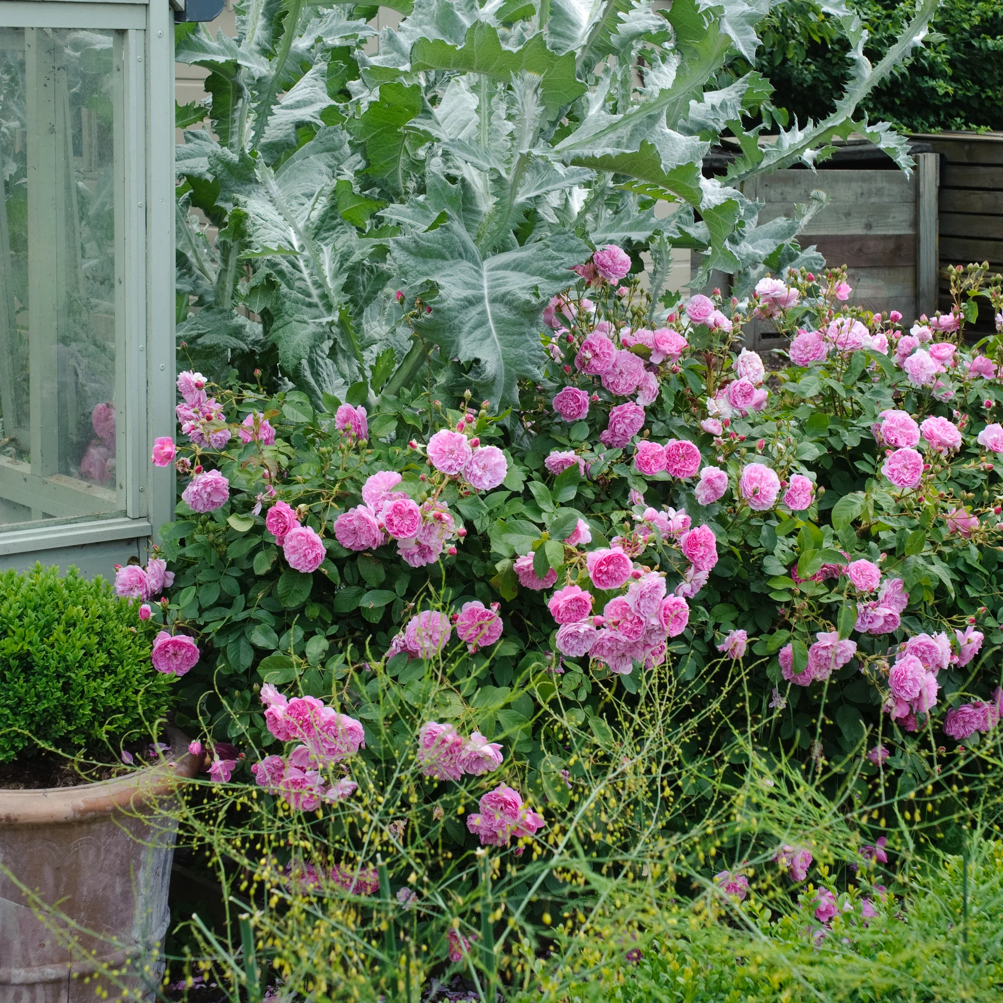Harlow Carr® - Image 4
