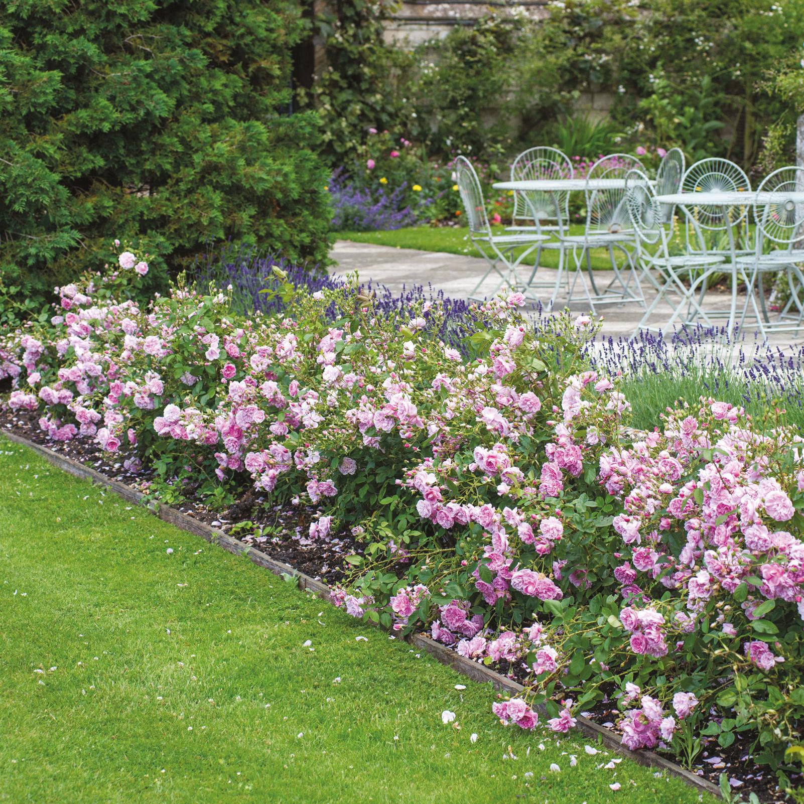 Harlow Carr® - Image 7