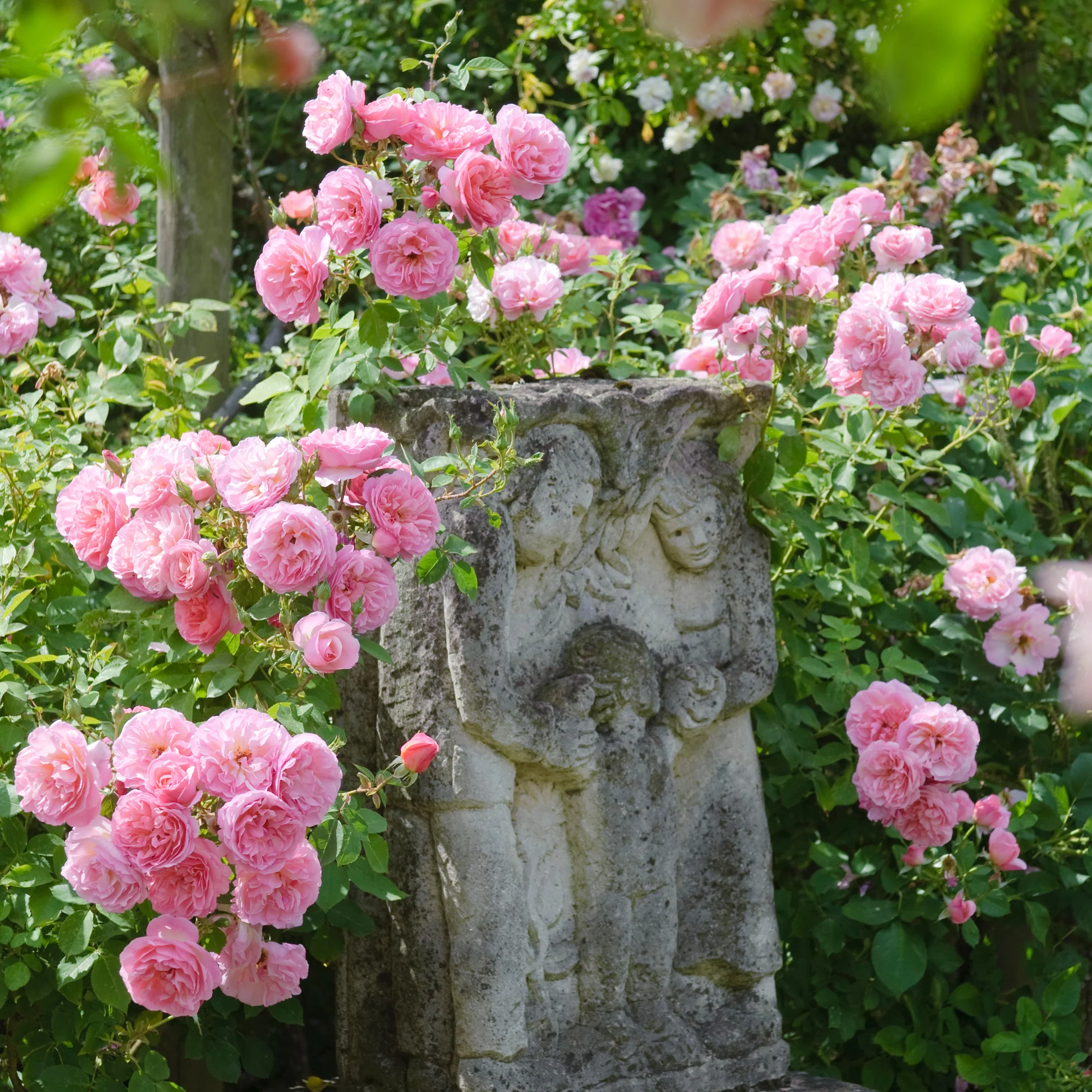 Hyde Hall - Image 4