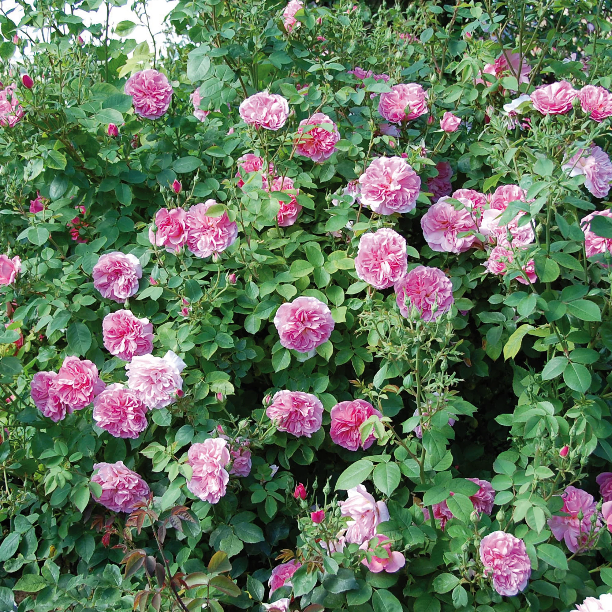 Hyde Hall - Image 7