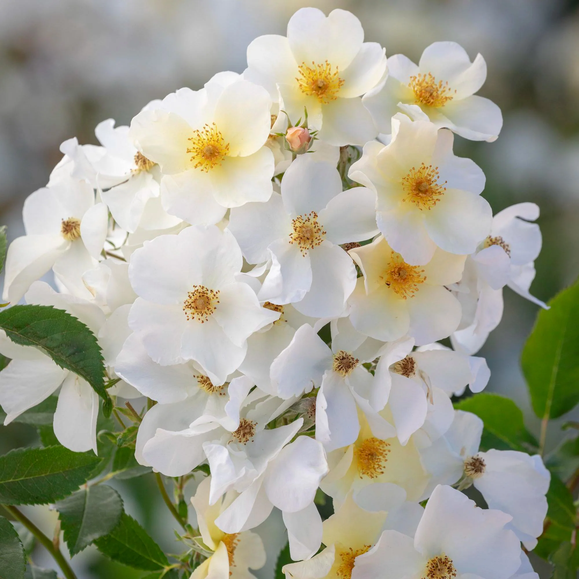 Kew Gardens - Image 3