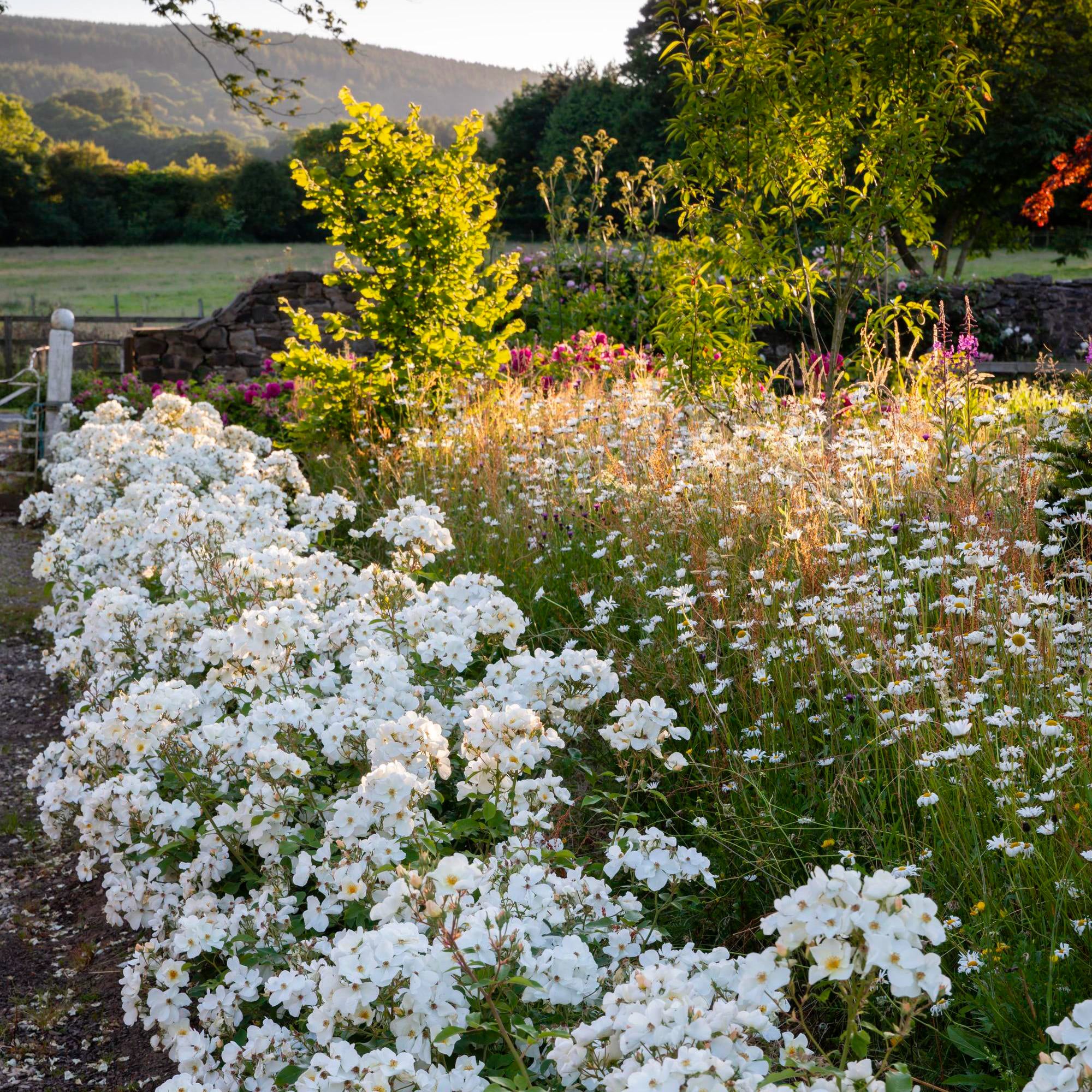 Kew Gardens - Image 6