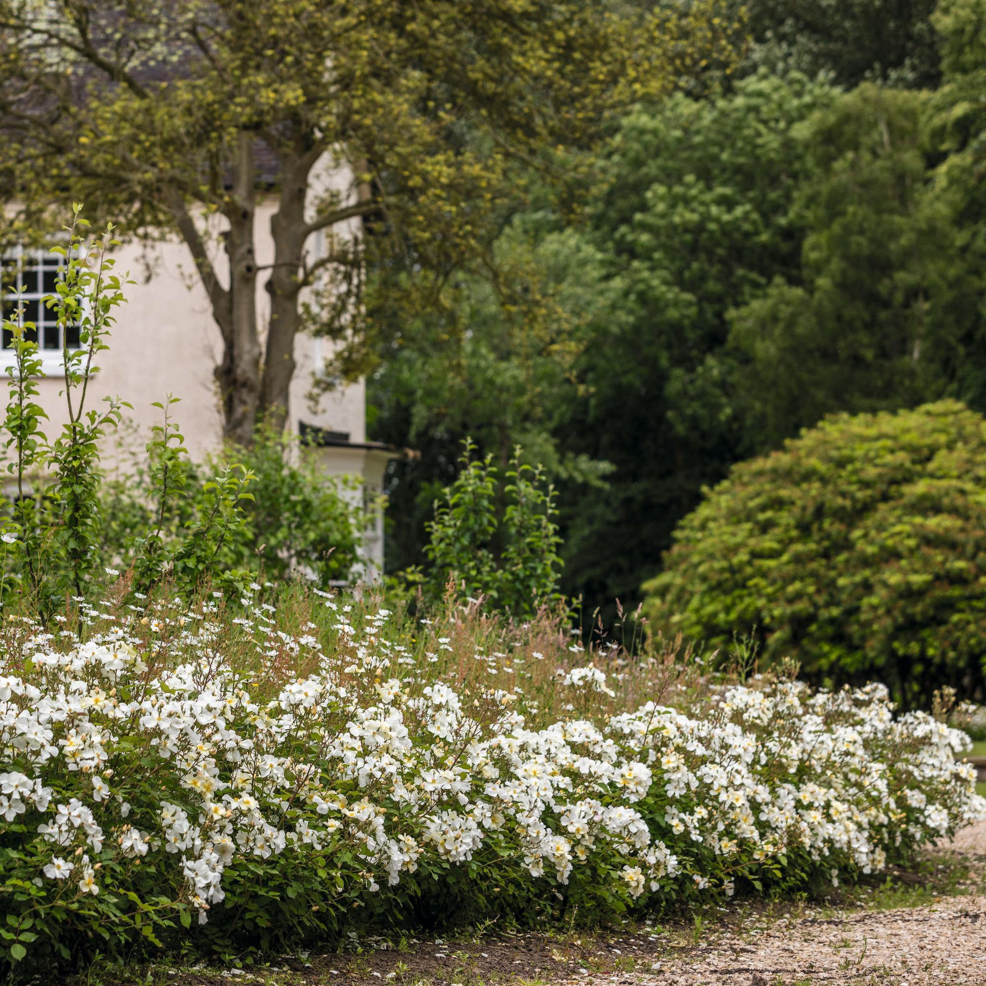 Kew Gardens - Image 7