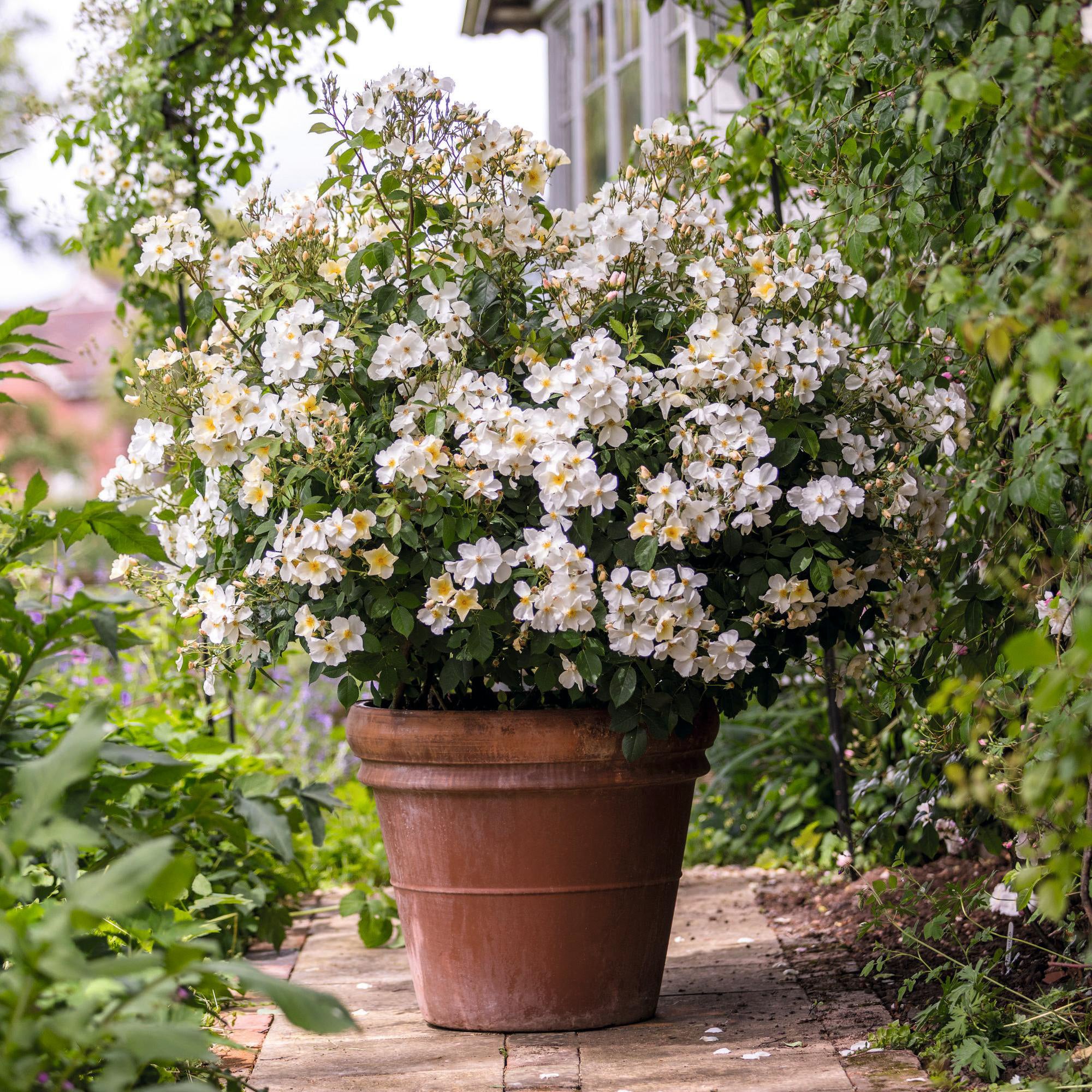 Kew Gardens - Image 8