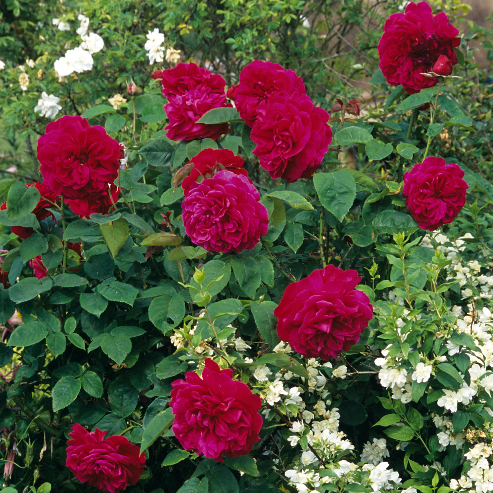 L. D. Braithwaite® - Image 6