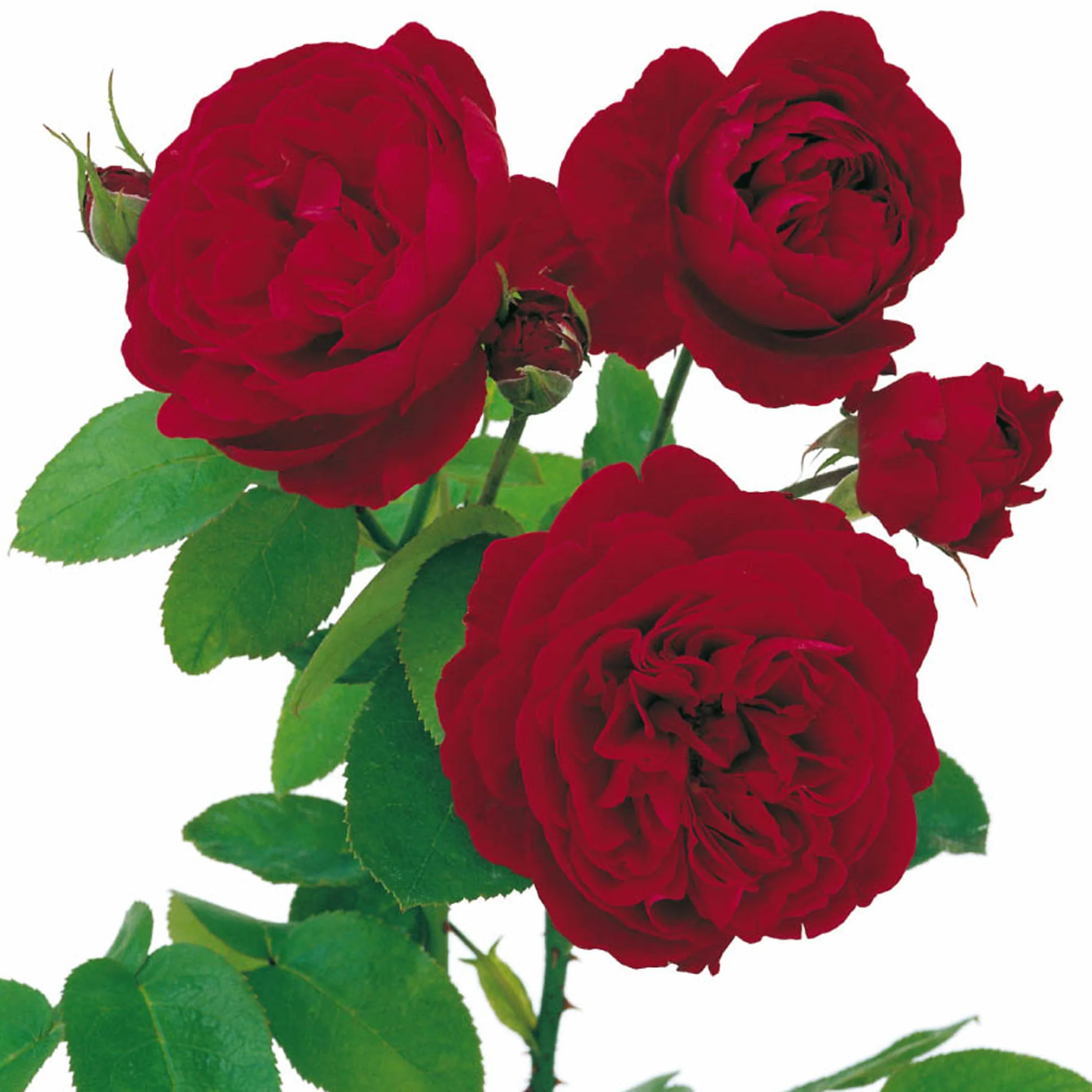 L. D. Braithwaite® - Image 8