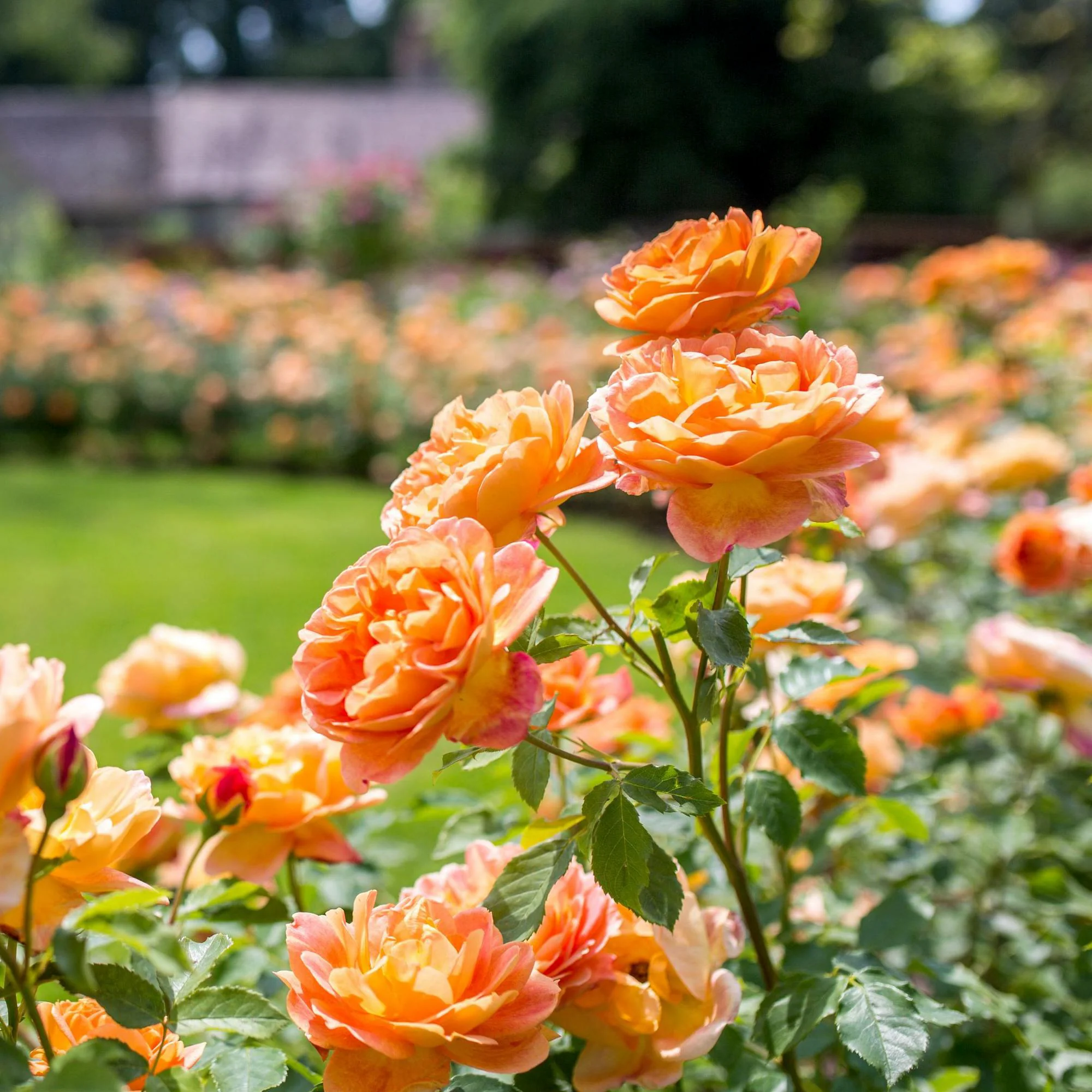 Lady of Shalott® - Image 4
