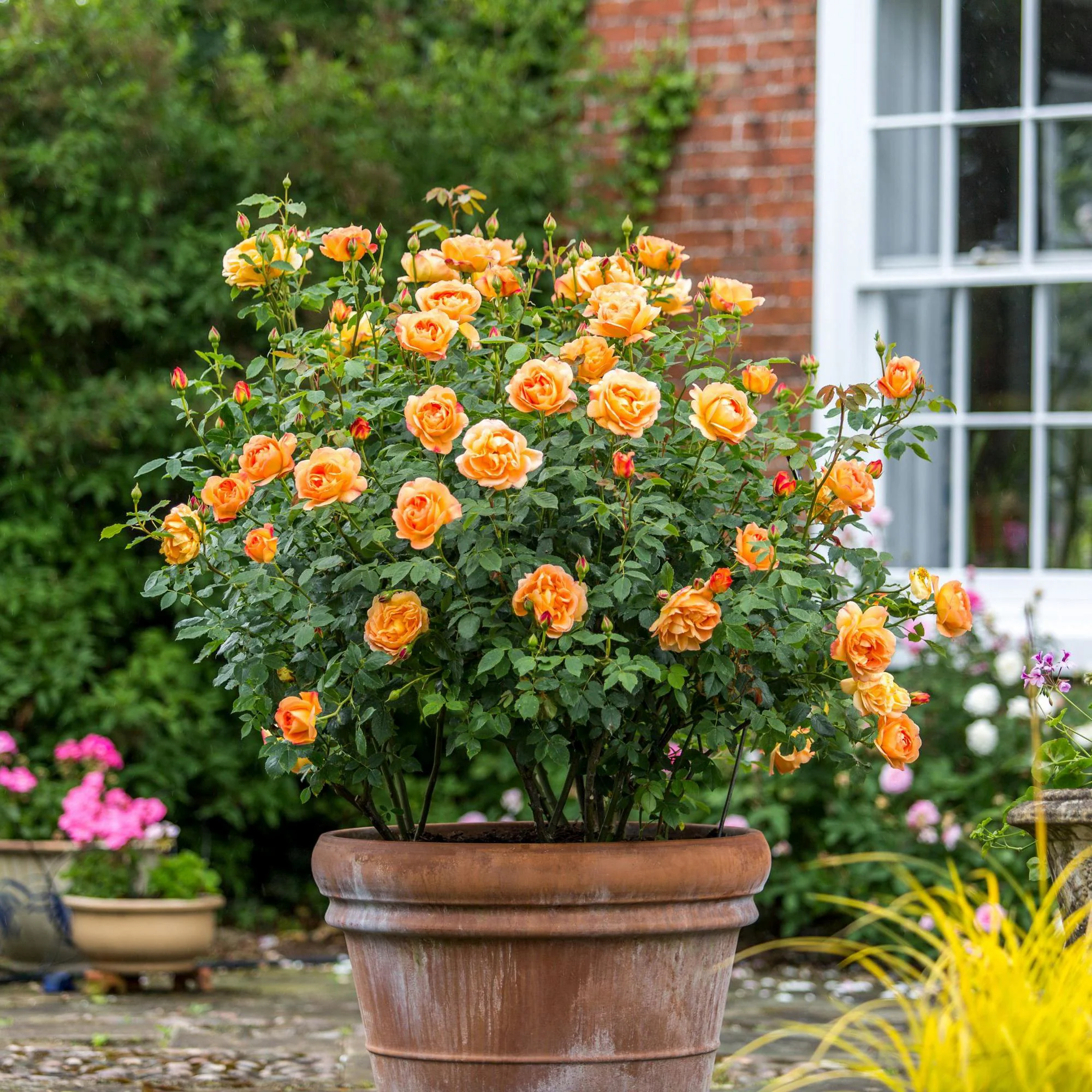 Lady of Shalott® - Image 7